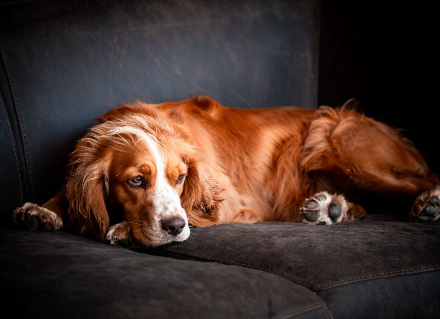 Dog portrait of a brown and white spaniel resting on a dark sofa, photographed by Simon Robertson.