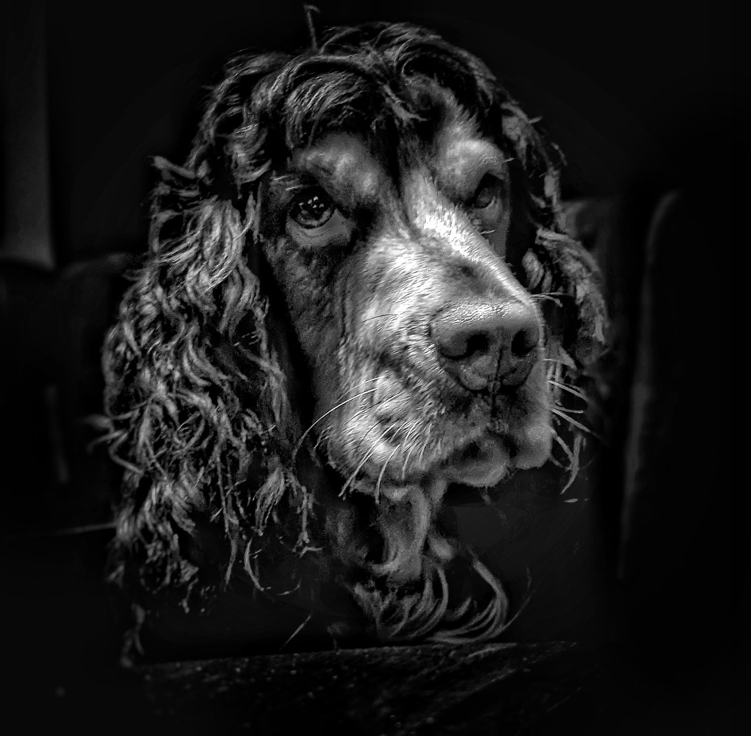 Characterful dog portrait photographed in Leeds, Yorkshire, showing the dog’s expression and personality in black and white