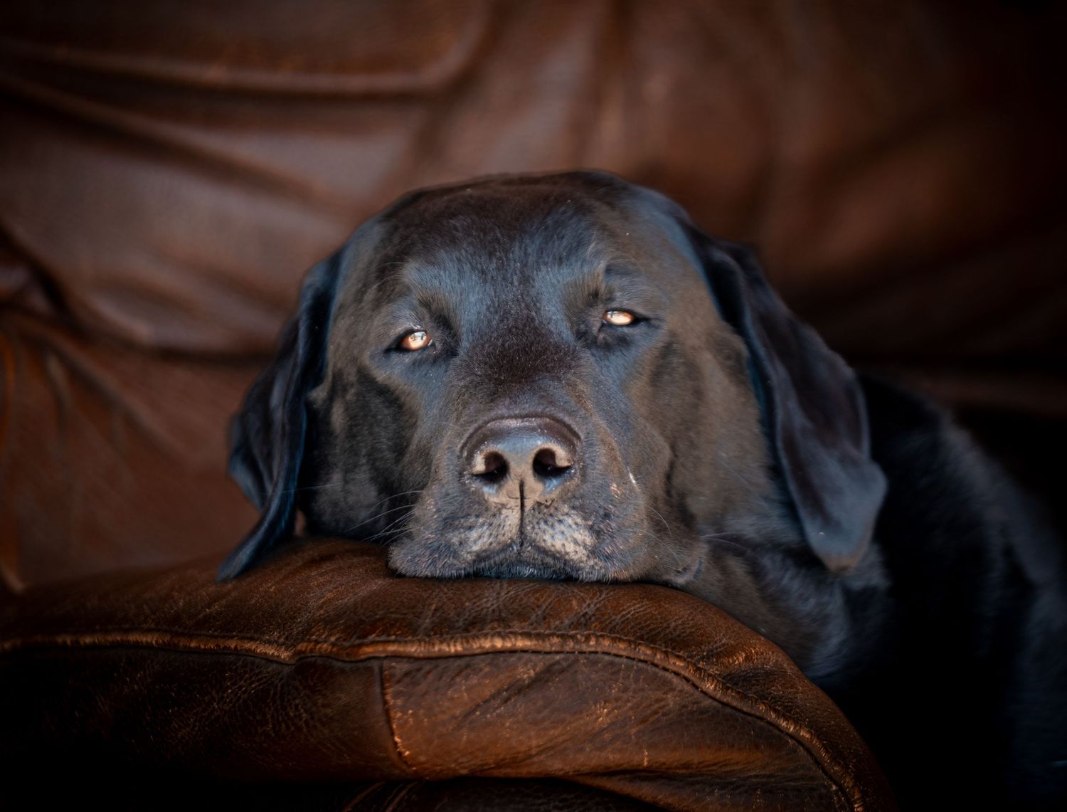 Characterful dog portrait photographed in Leeds, Yorkshire, showing the dog’s expression and personality, whilst resting on a leather sofa