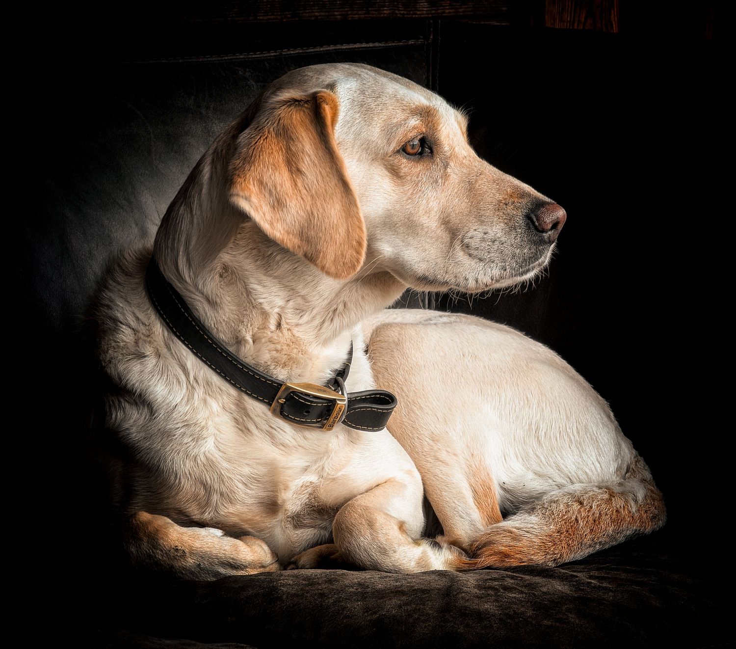 Natural dog portrait photography in Leeds, Yorkshire, capturing each dog’s personality in a relaxed setting.  Here is a golden retriever