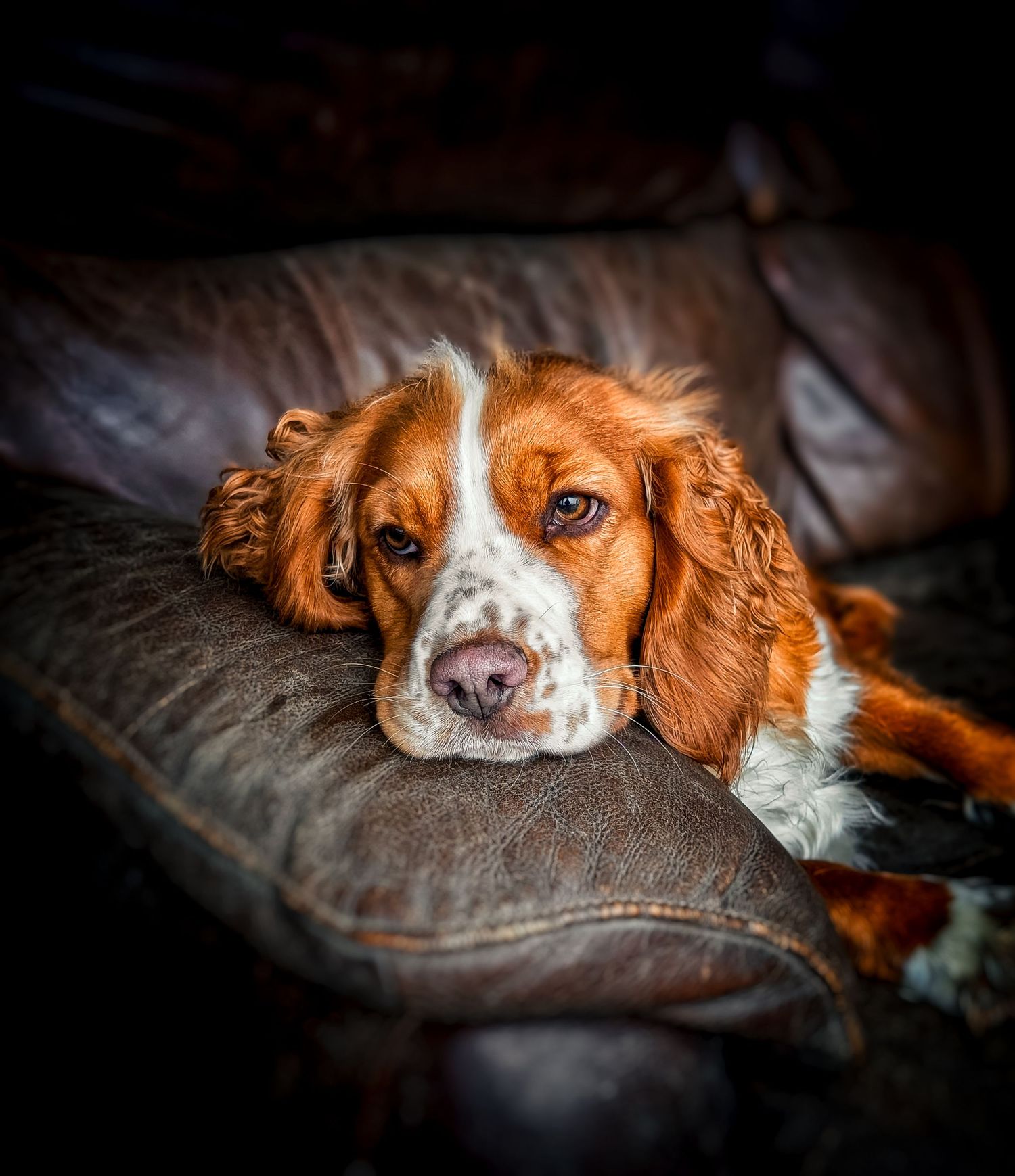 Natural dog portrait photography in Leeds capturing each dog’s personality in a relaxed setting.  This image is of a sleepy Spaniel
