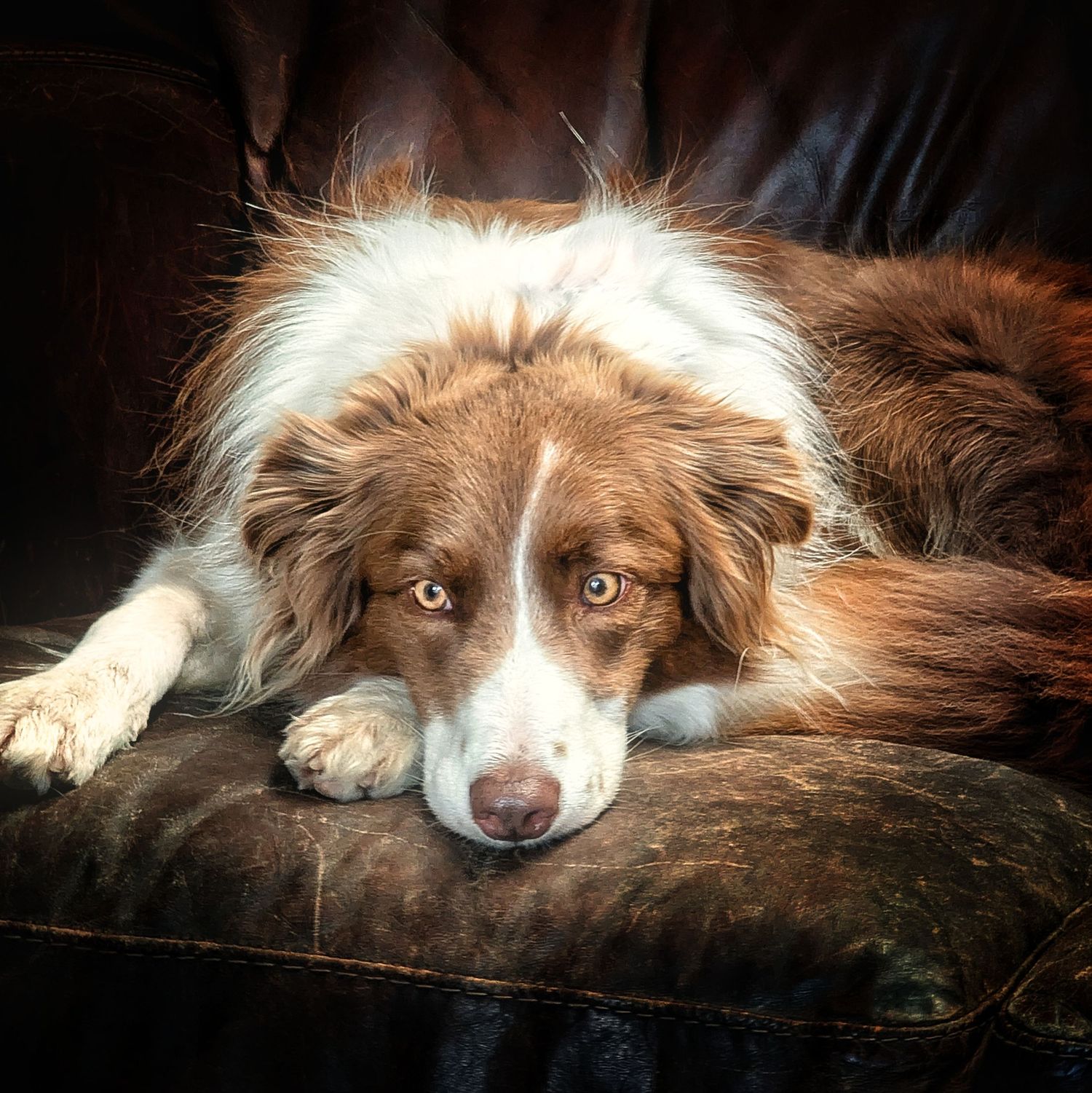 Natural dog portrait photography in Yorkshire, capturing each dog’s personality in a relaxed setting.