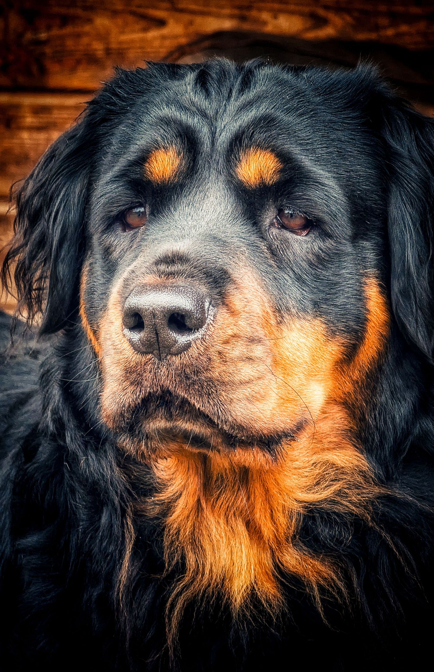 Characterful dog portrait photographed in Leeds, Yorkshire, showing the dog’s expression and personality.  This image is of a Rottweiler