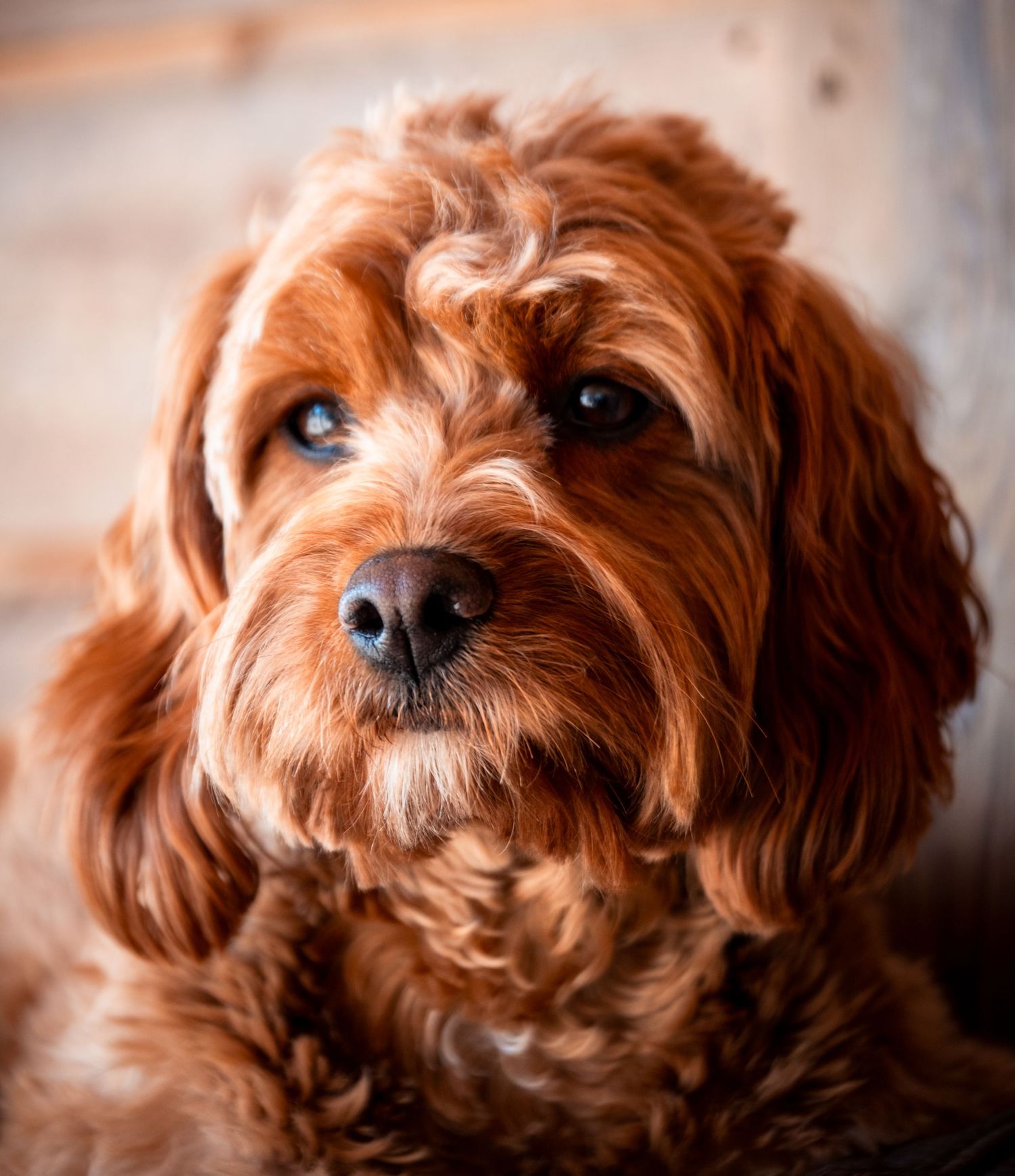 Dog portrait photography in Yorkshire, capturing the dog’s personality in a relaxed setting.