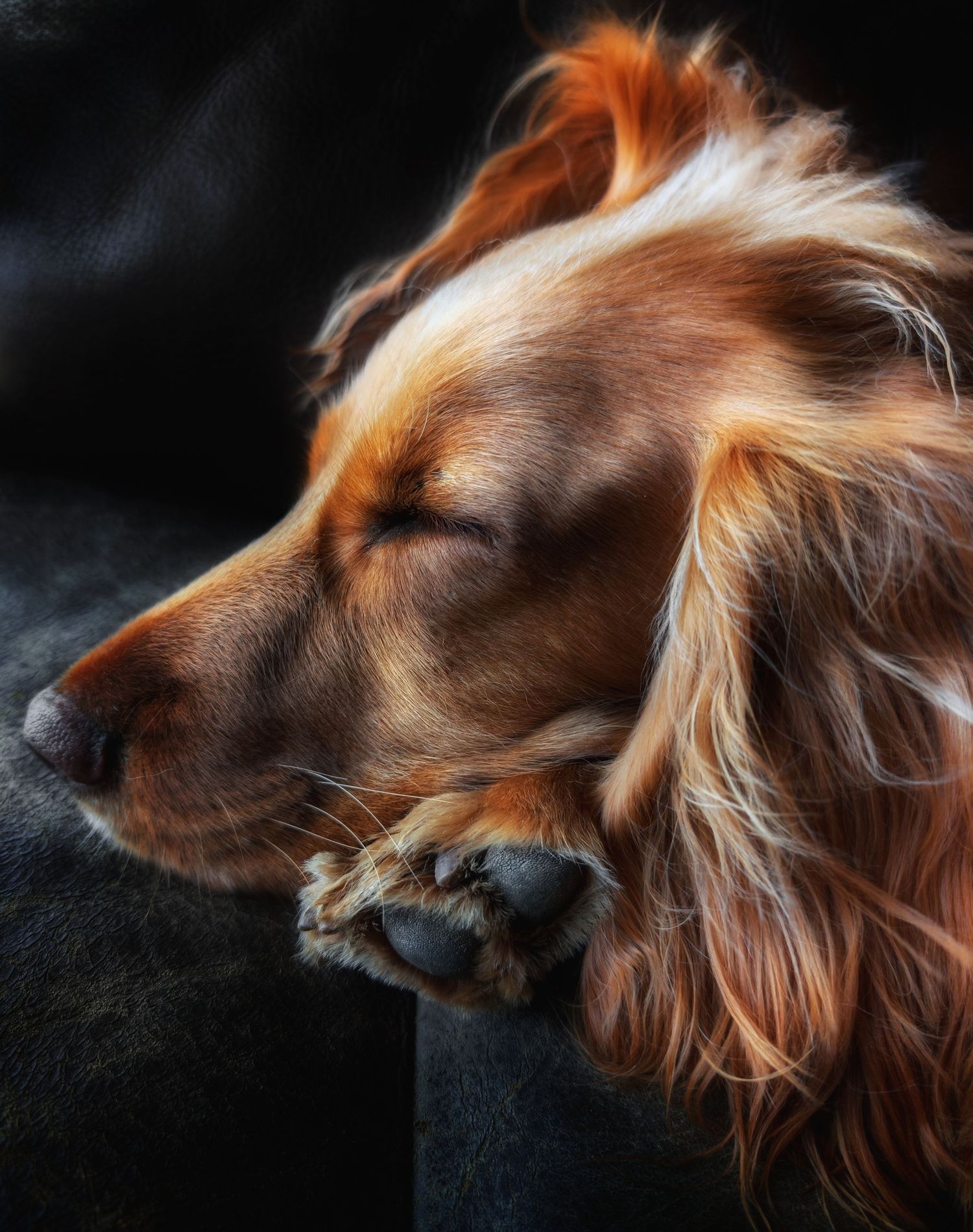 Beautiful dog portrait photographed in Leeds, Yorkshire, showing the dog’s expression and personality.