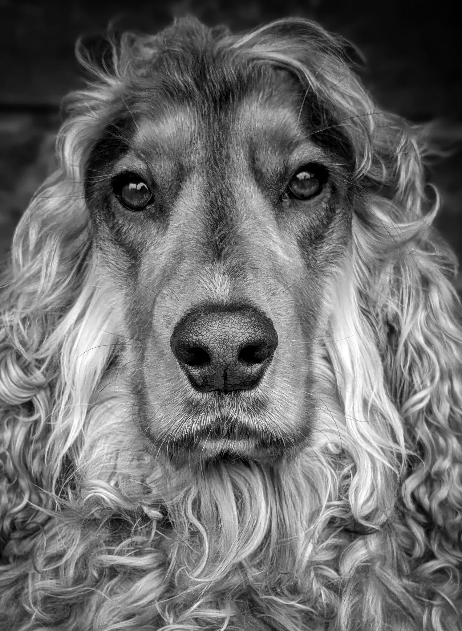 Dog portrait of a cocker spaniel highlighting a luxurious coat and bright eyes of the subject