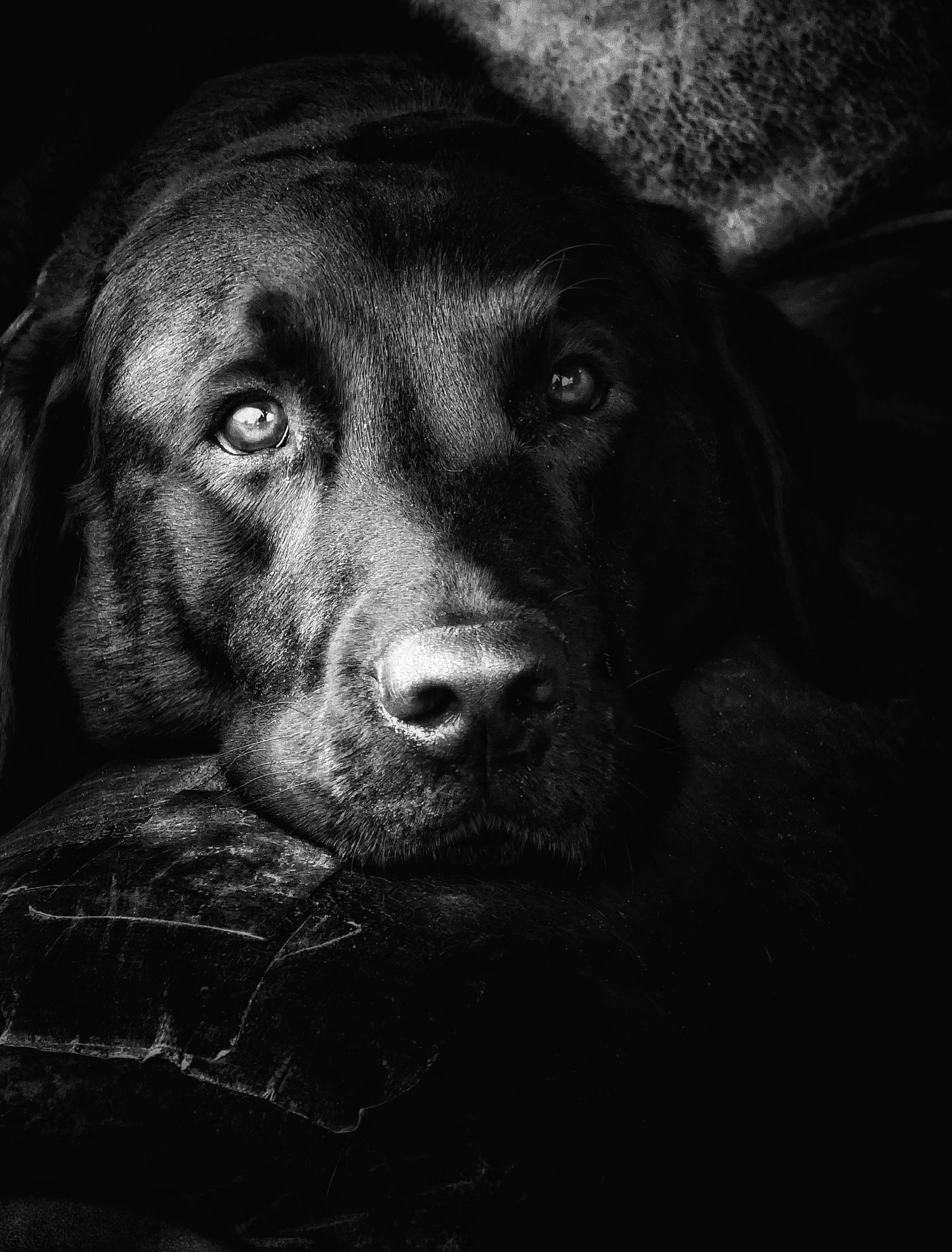 Black and white characterful dog portrait photographed in Leeds, Yorkshire, showing the dog’s expression and personality.