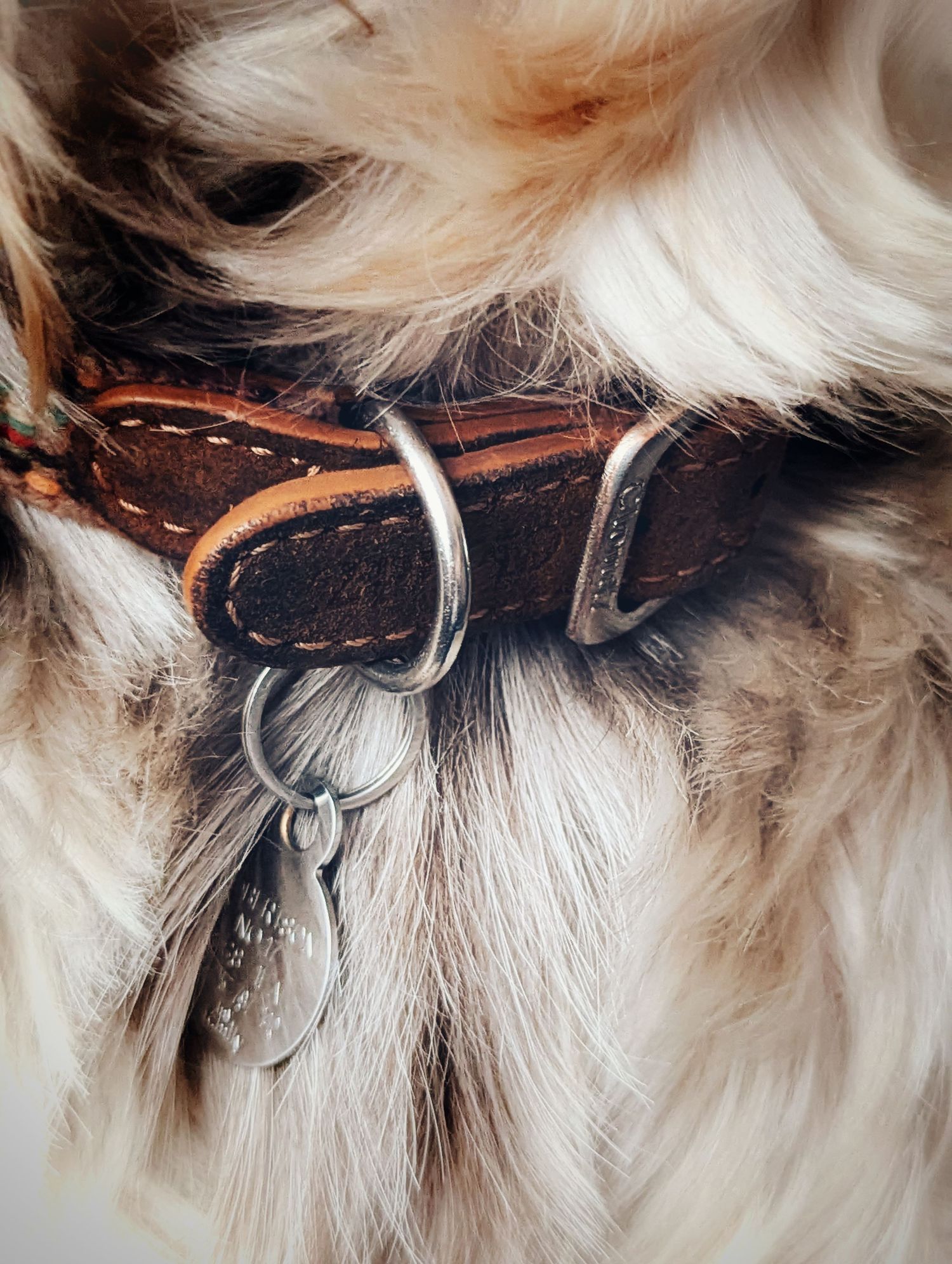 Close up image of a dog collar