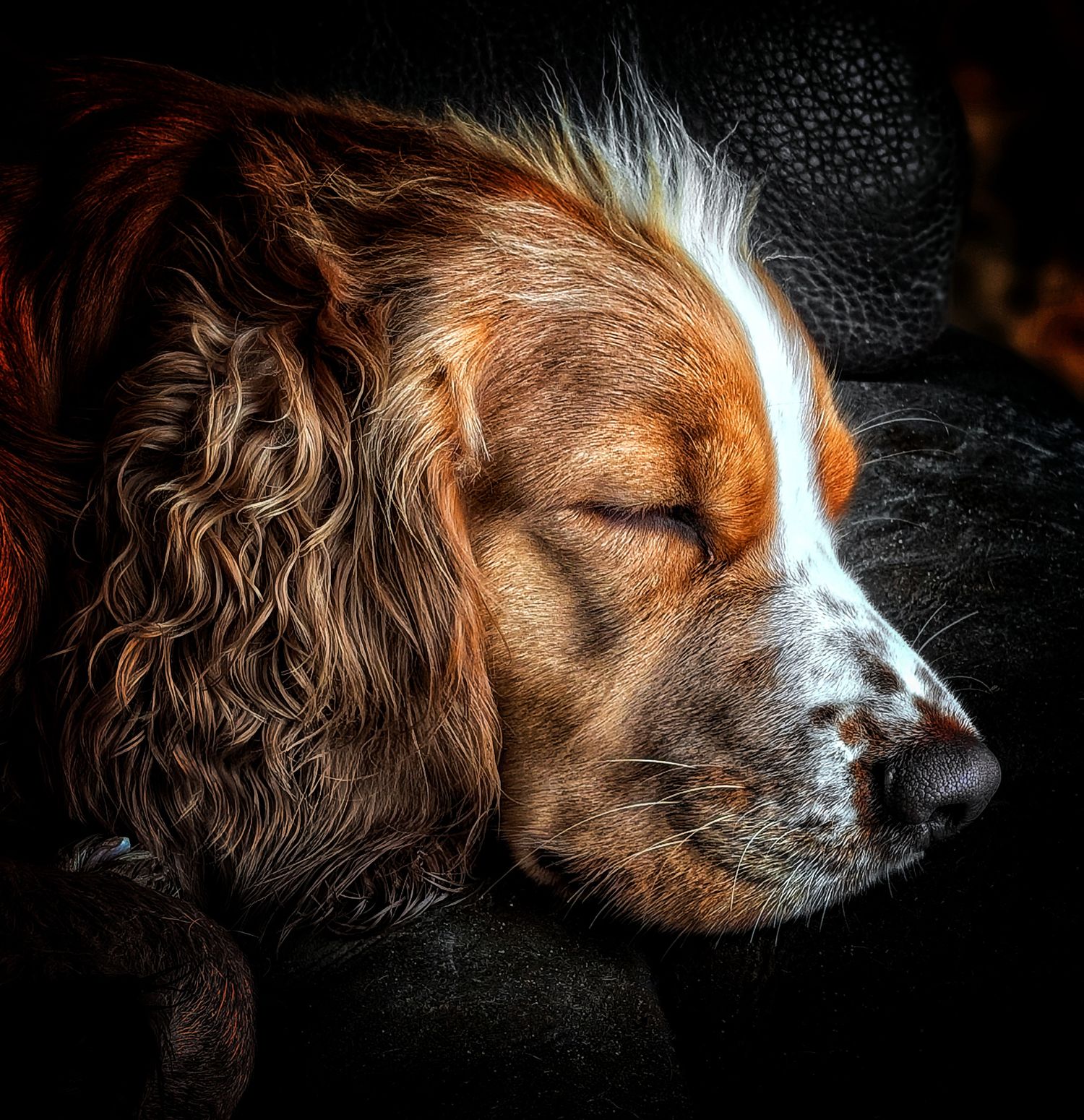 Natural dog portrait photography in Leeds, Yorkshire, capturing each dog’s personality in a relaxed setting.