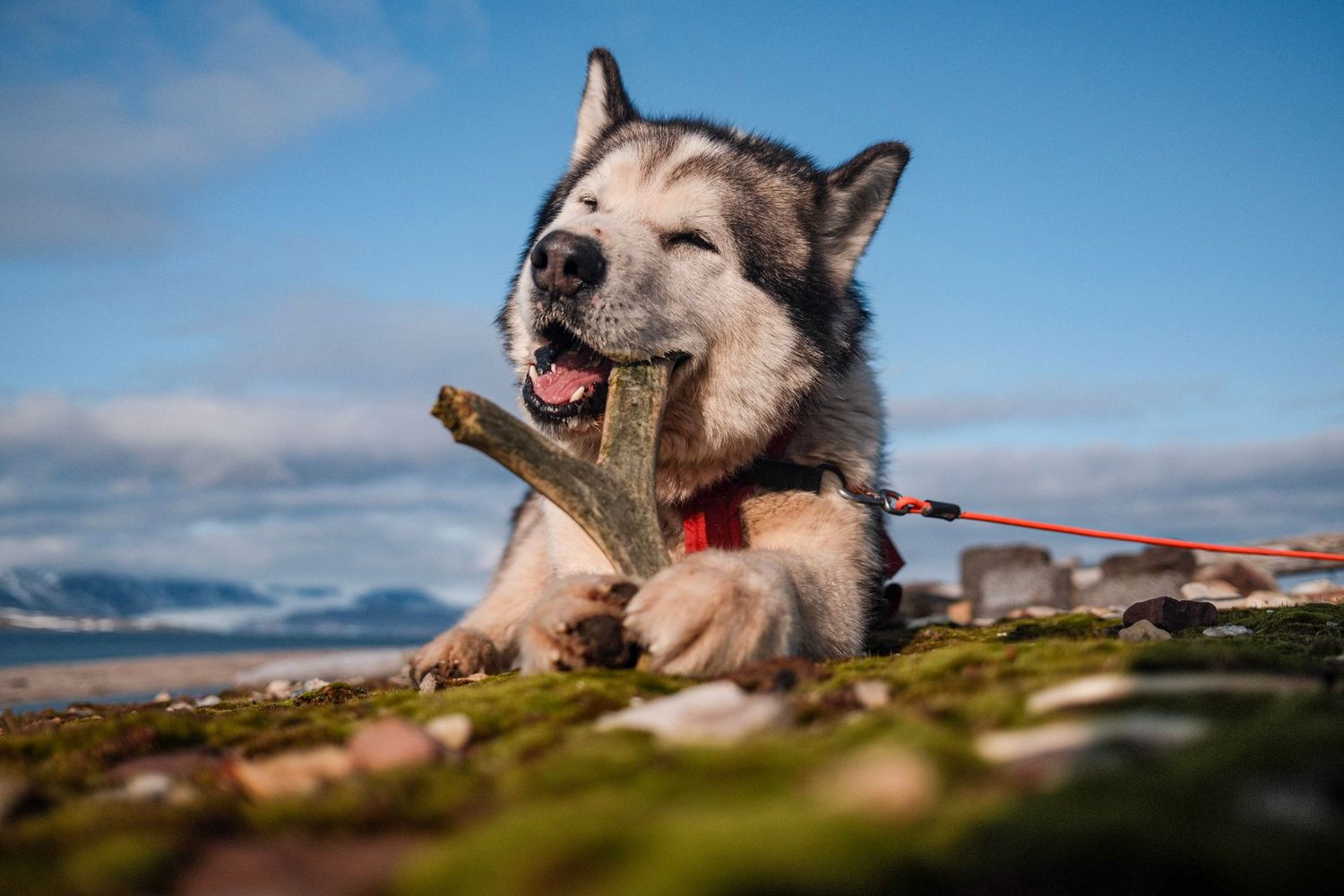 Malamute