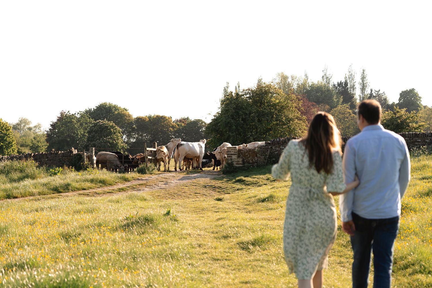 couple in the foreground is walking towards a herd of cows in the distance by a field gate