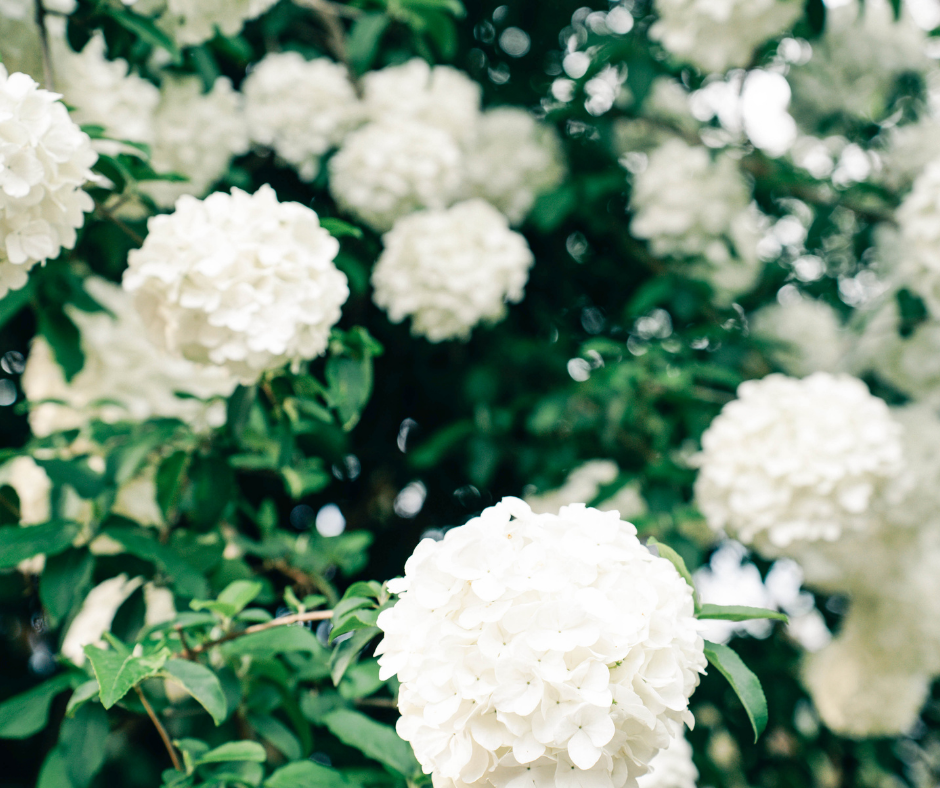 Lush green shrub adorned with clusters of white snowball flowers blooming in a garden.