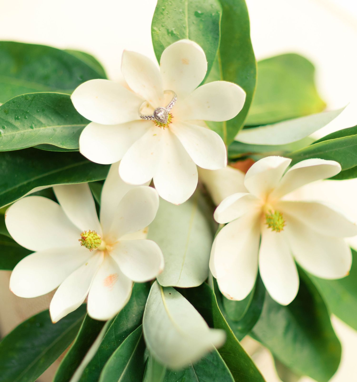 White gardenia flowers with green leaves and a diamond ring resting on a petal, elegant floral arrangement.