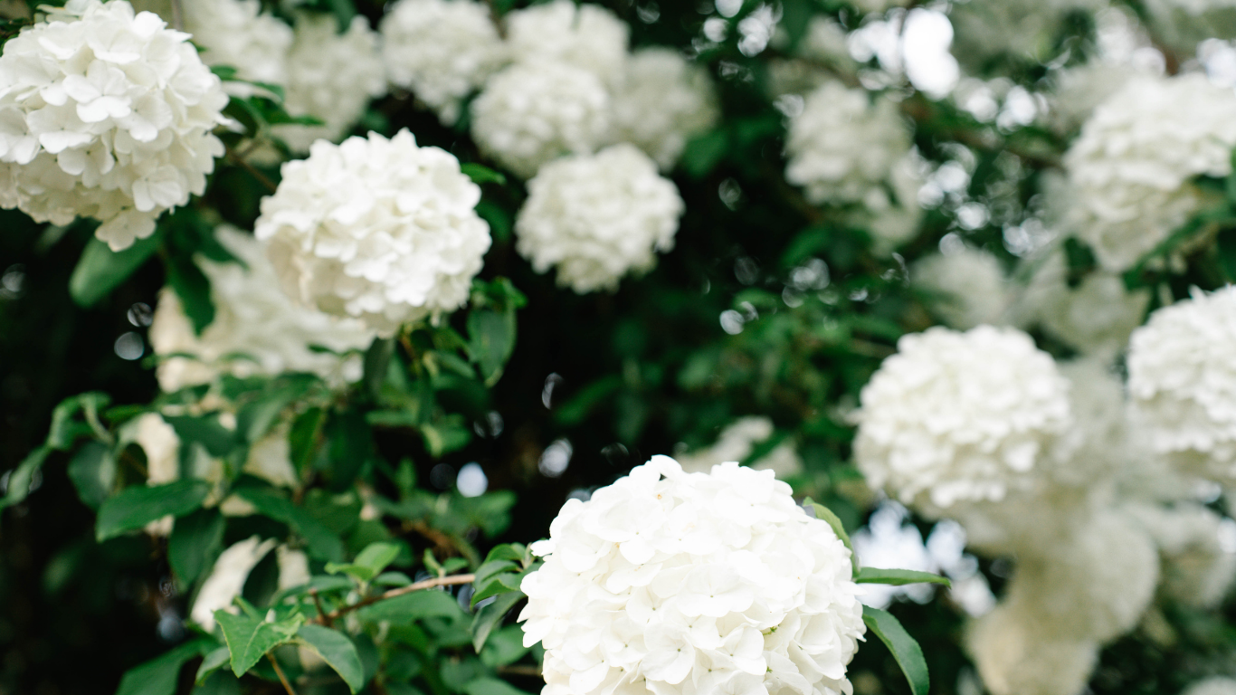 Lush white hydrangea blooms with green leaves on a flowering shrub in a garden setting.