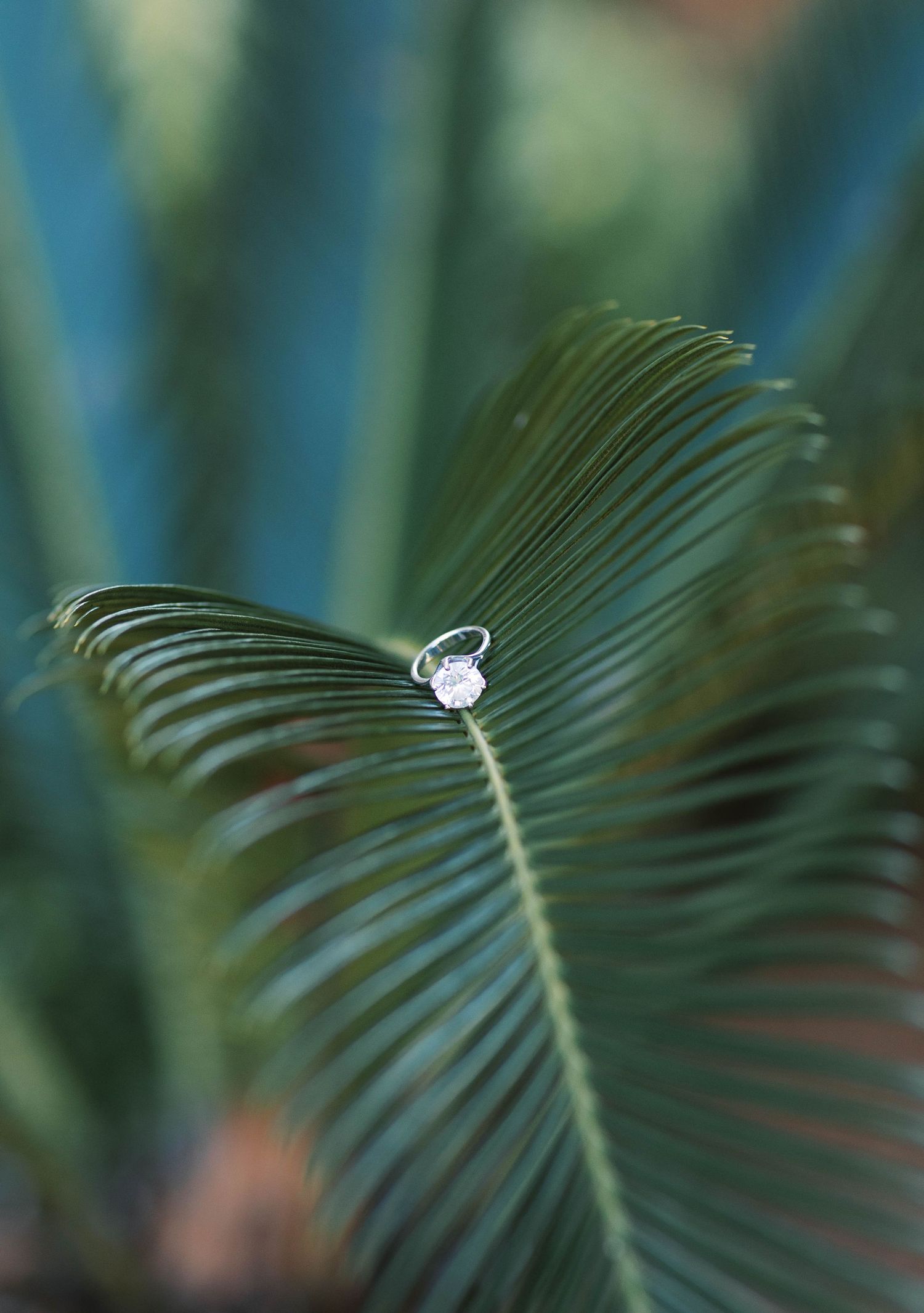 A diamond engagement ring balanced on a green palm frond leaf, with a blurred tropical plant background.