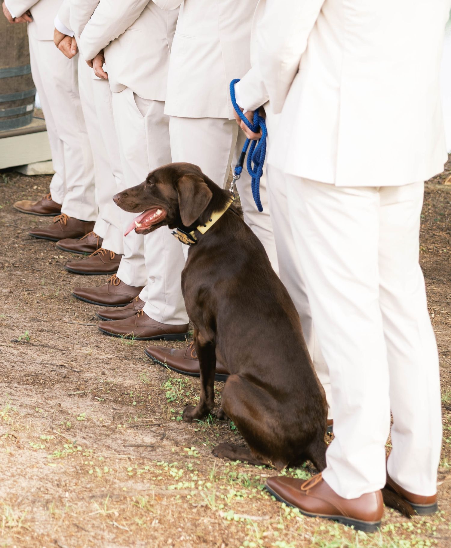 Chocolate Labrador dog sitting with groomsmen in white suits and brown shoes during a wedding ceremony.