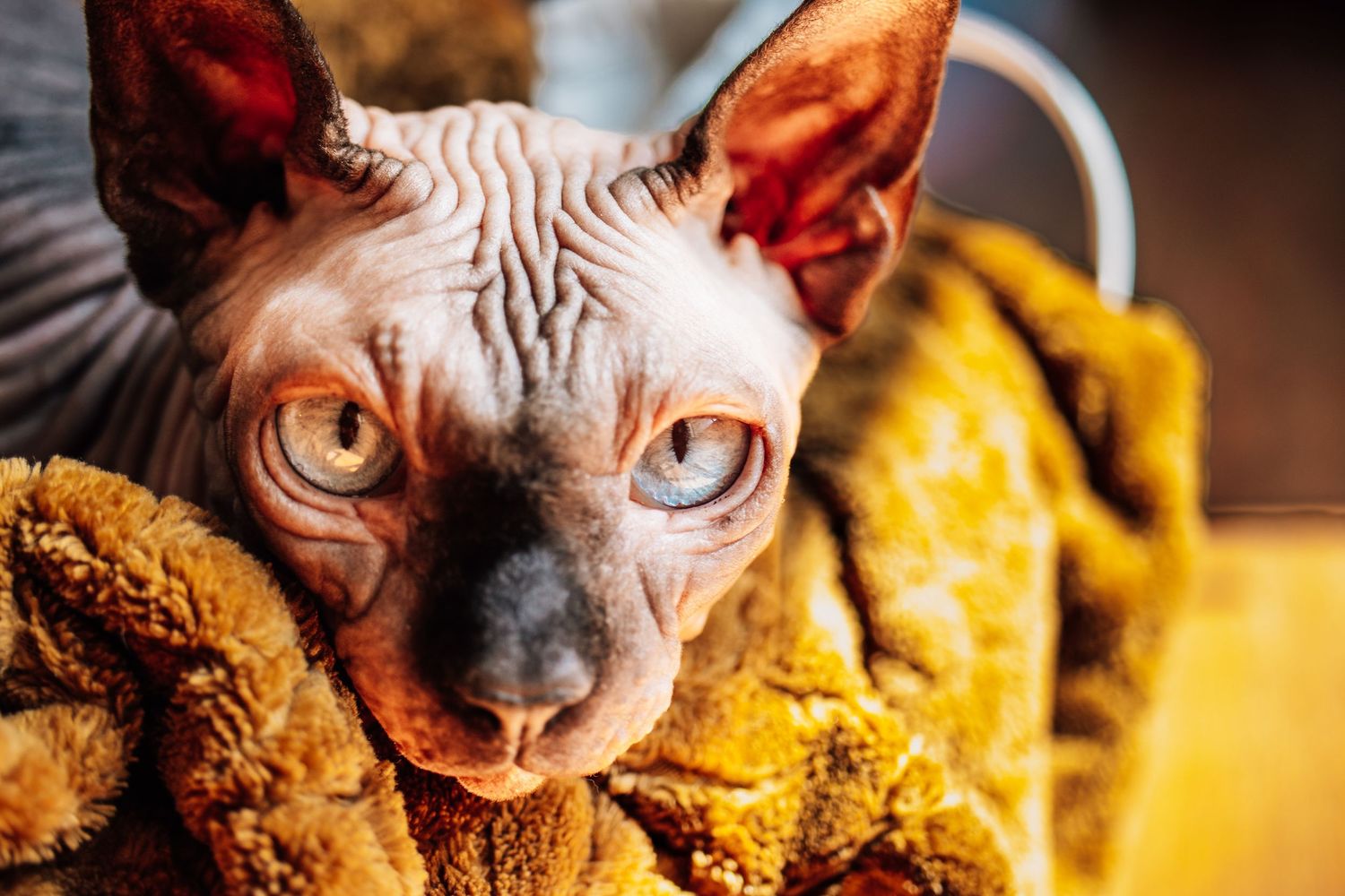 A hairless Sphynx cat with striking blue eyes nestled in a yellow textured blanket.