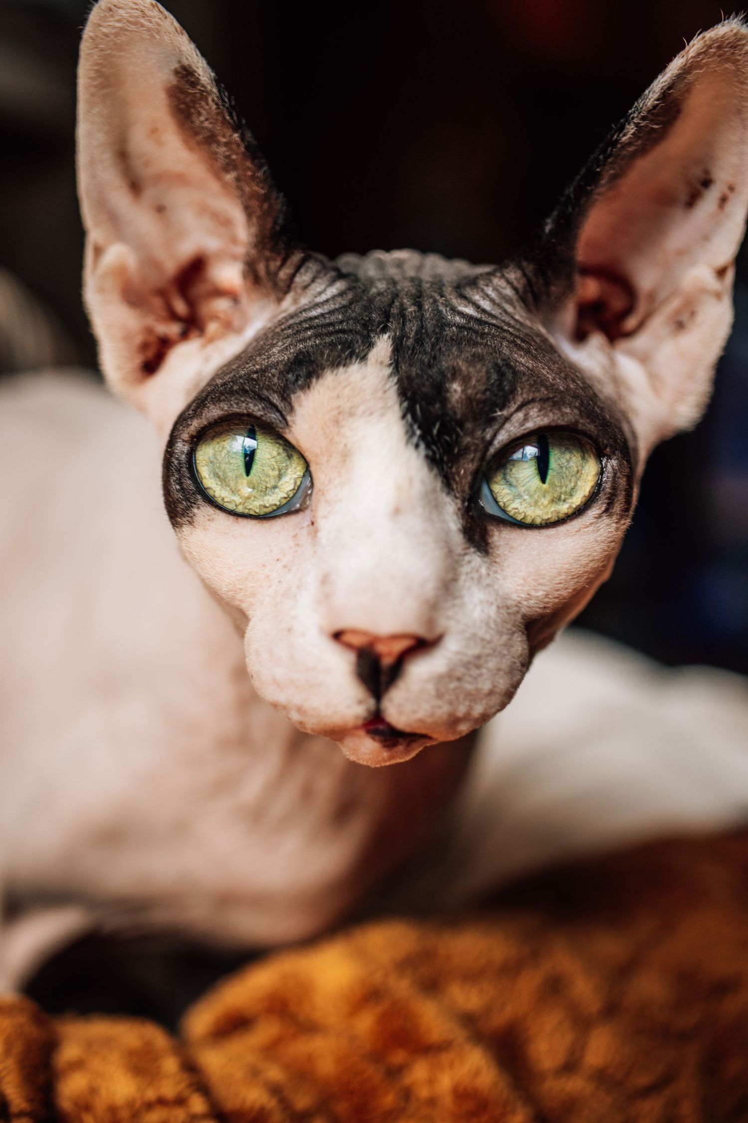 Close-up portrait of a Sphynx cat with striking green eyes and distinctive hairless appearance.