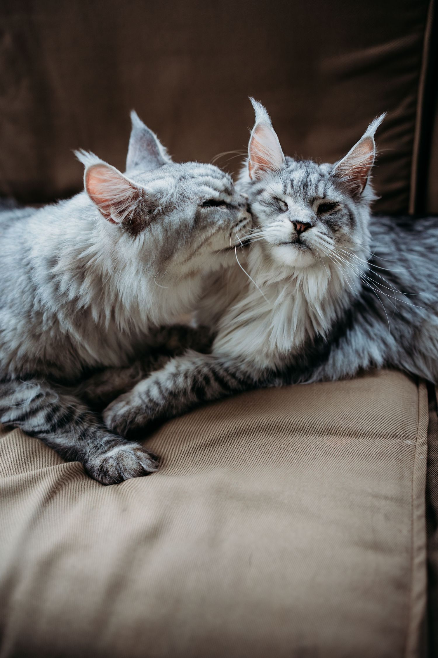 Pair of silver tabby Maine Coon cats nuzzling each other tenderly while resting on a beige cushion.