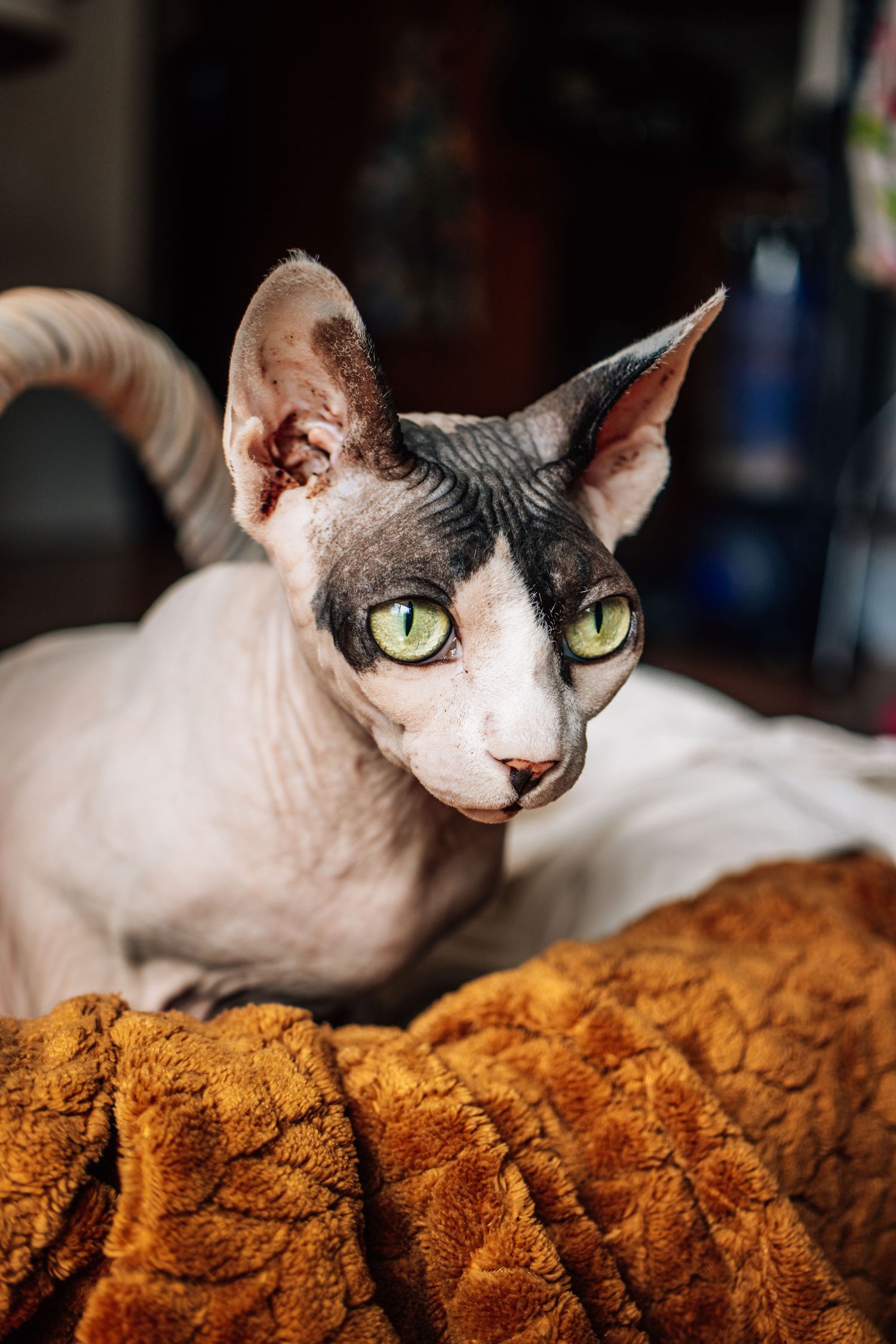A Sphynx cat with vivid green eyes poses on an orange blanket in a dark room.