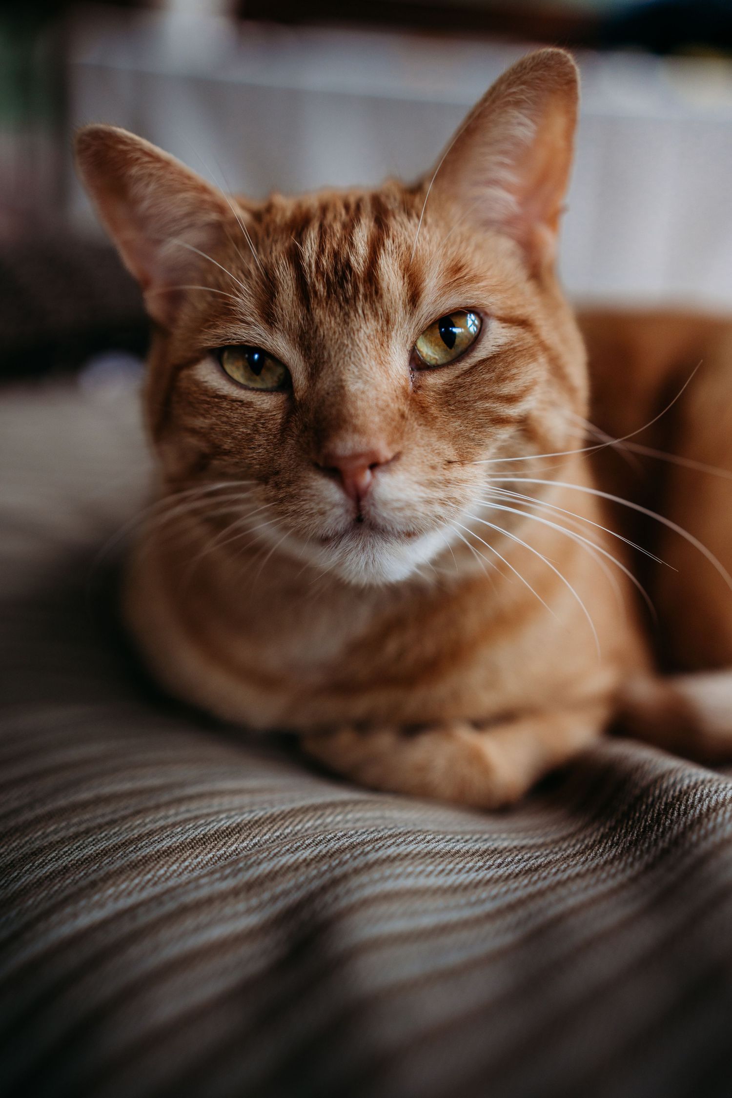 Close-up of an orange tabby cat with green eyes resting on a striped cushion indoors.