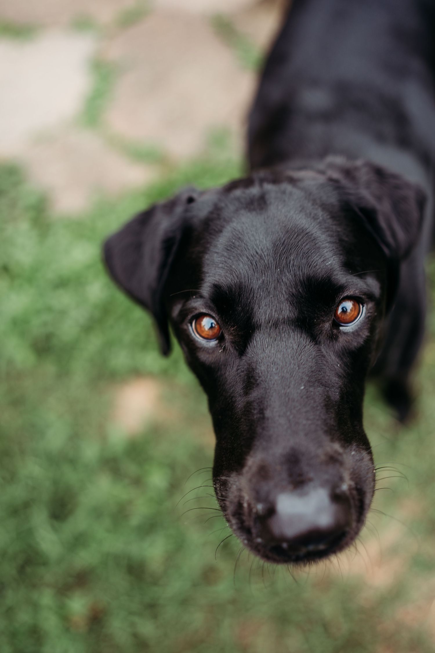Close-up portrait of a black Labrador puppy with amber eyes looking up at camera on green grass.