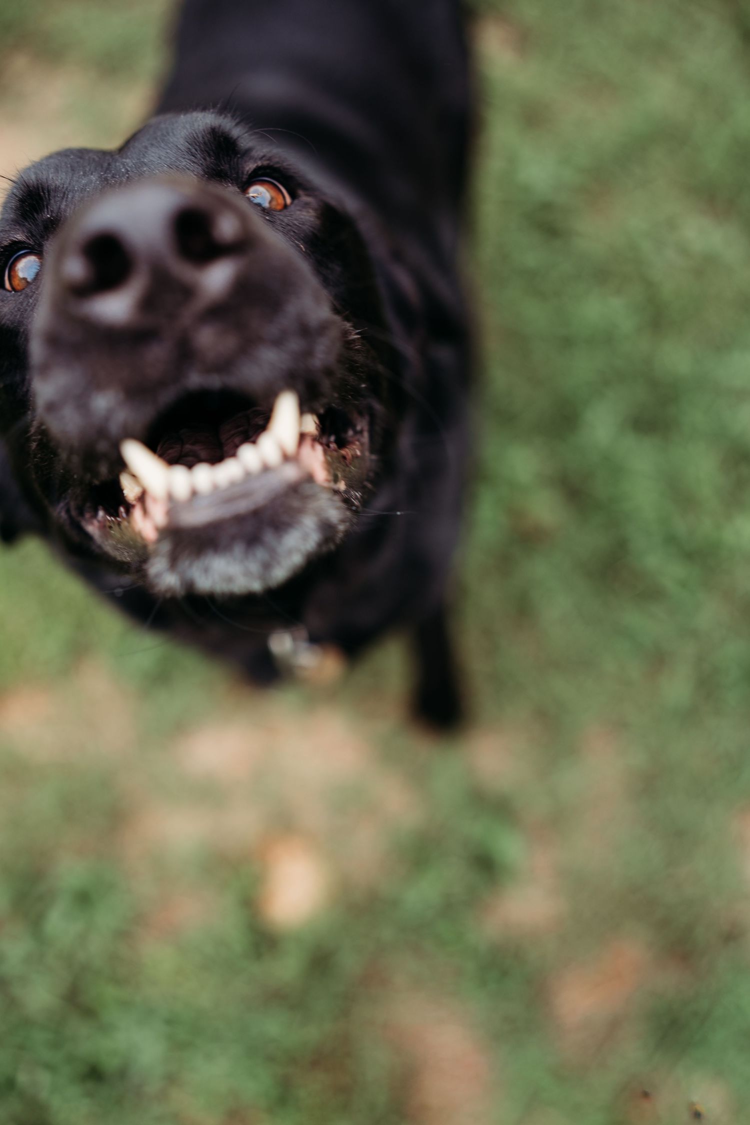 Black Labrador Retriever with open mouth looking up close at camera on green grass.