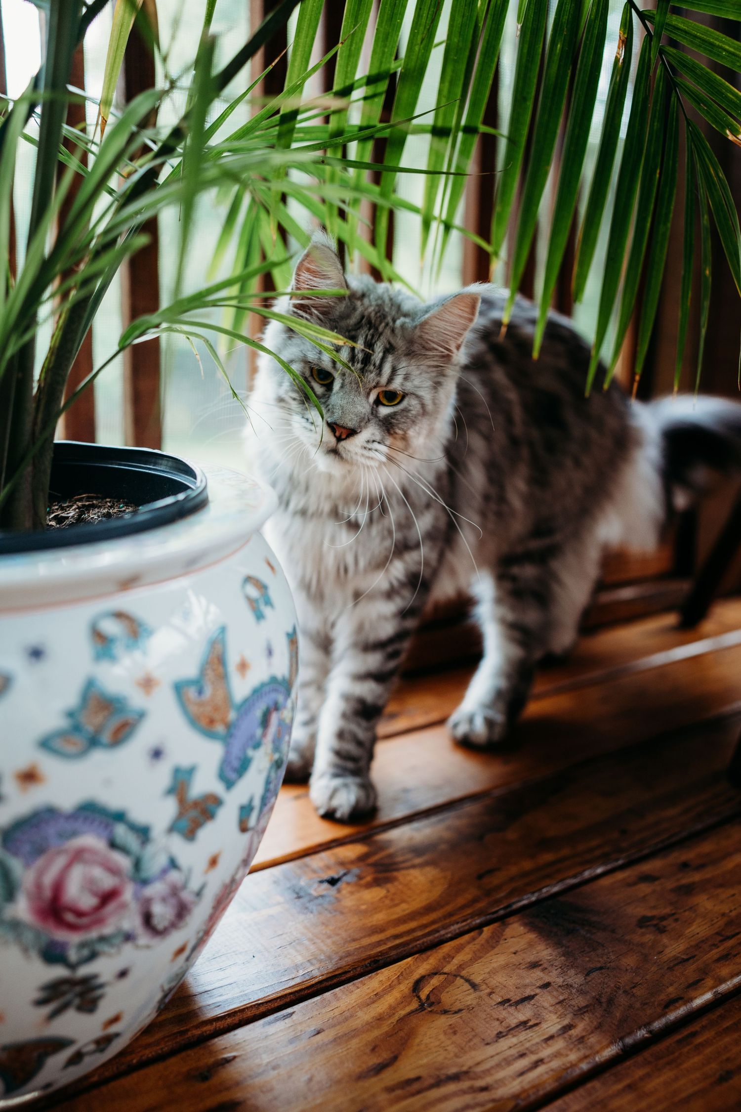 A fluffy gray tabby cat standing on wooden floor beside a decorative floral pot with palm plant.