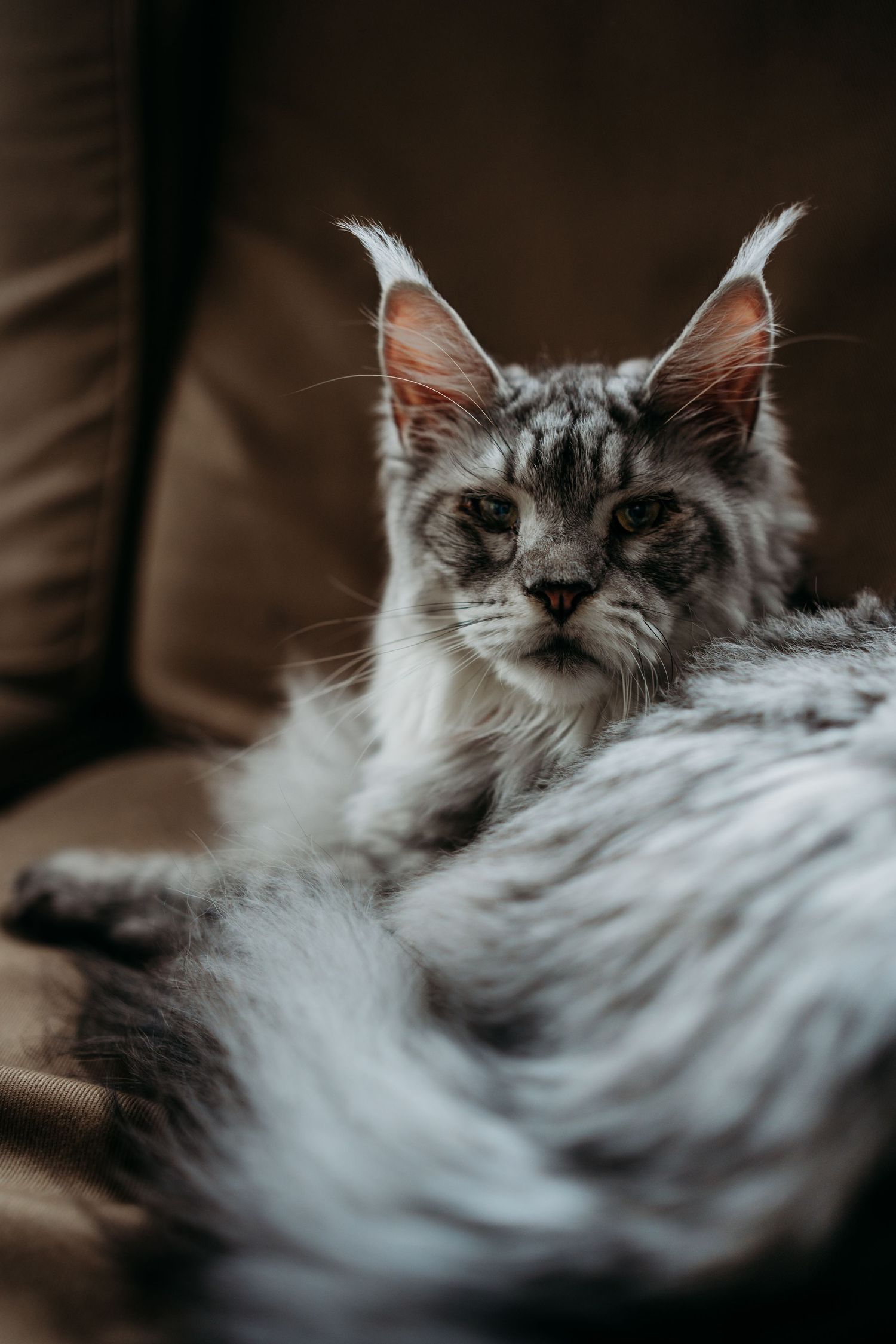 A fluffy silver tabby Maine Coon cat with tufted ears rests on a brown leather sofa.