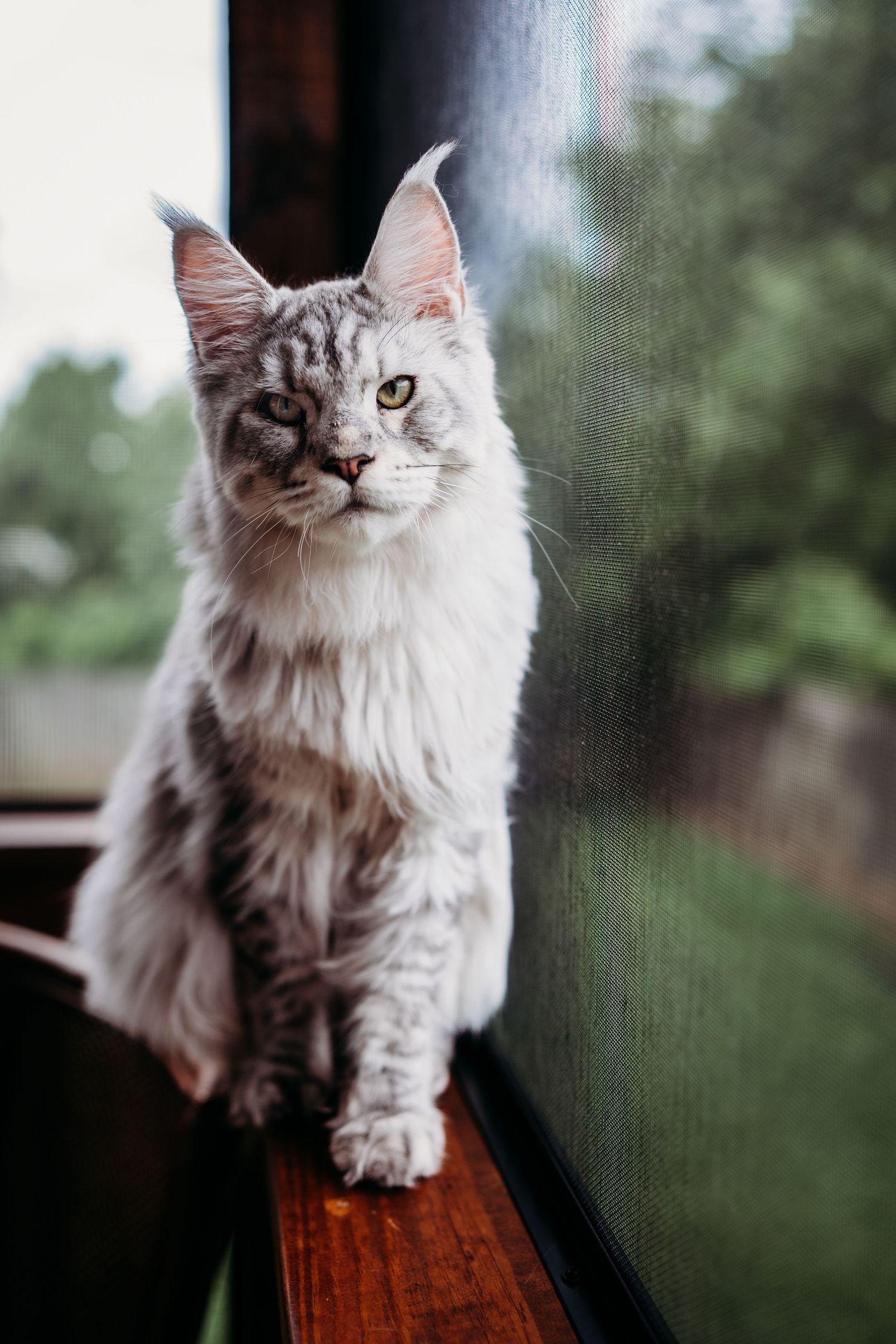 Silver tabby Maine Coon cat sitting on wooden windowsill, looking forward with bright green eyes.