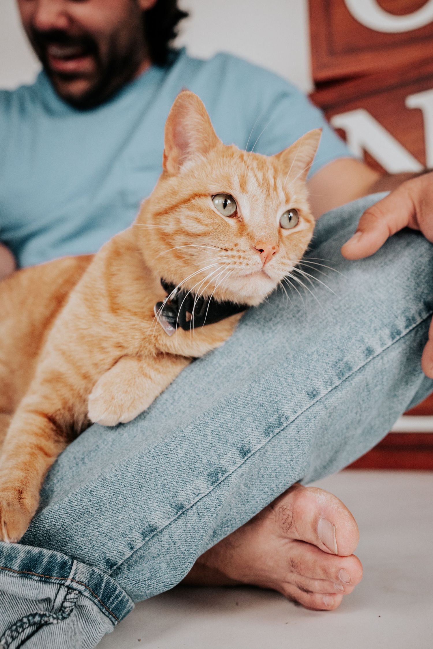 An orange tabby cat with a black collar rests on a persons crossed denim-clad legs indoors.