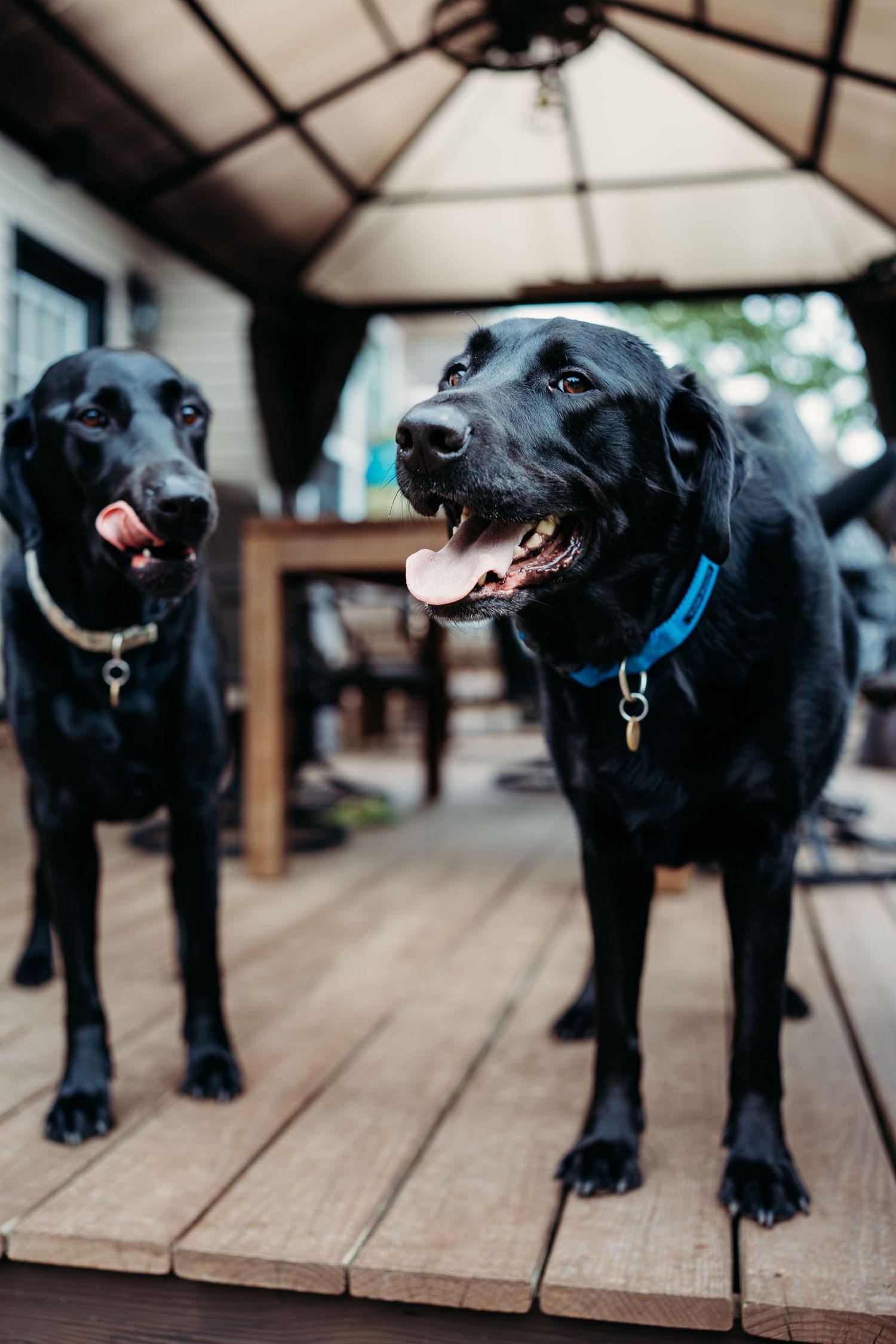 Two black Labradors with collars stand on a wooden deck under a gazebo, both with mouths open and tongues out.