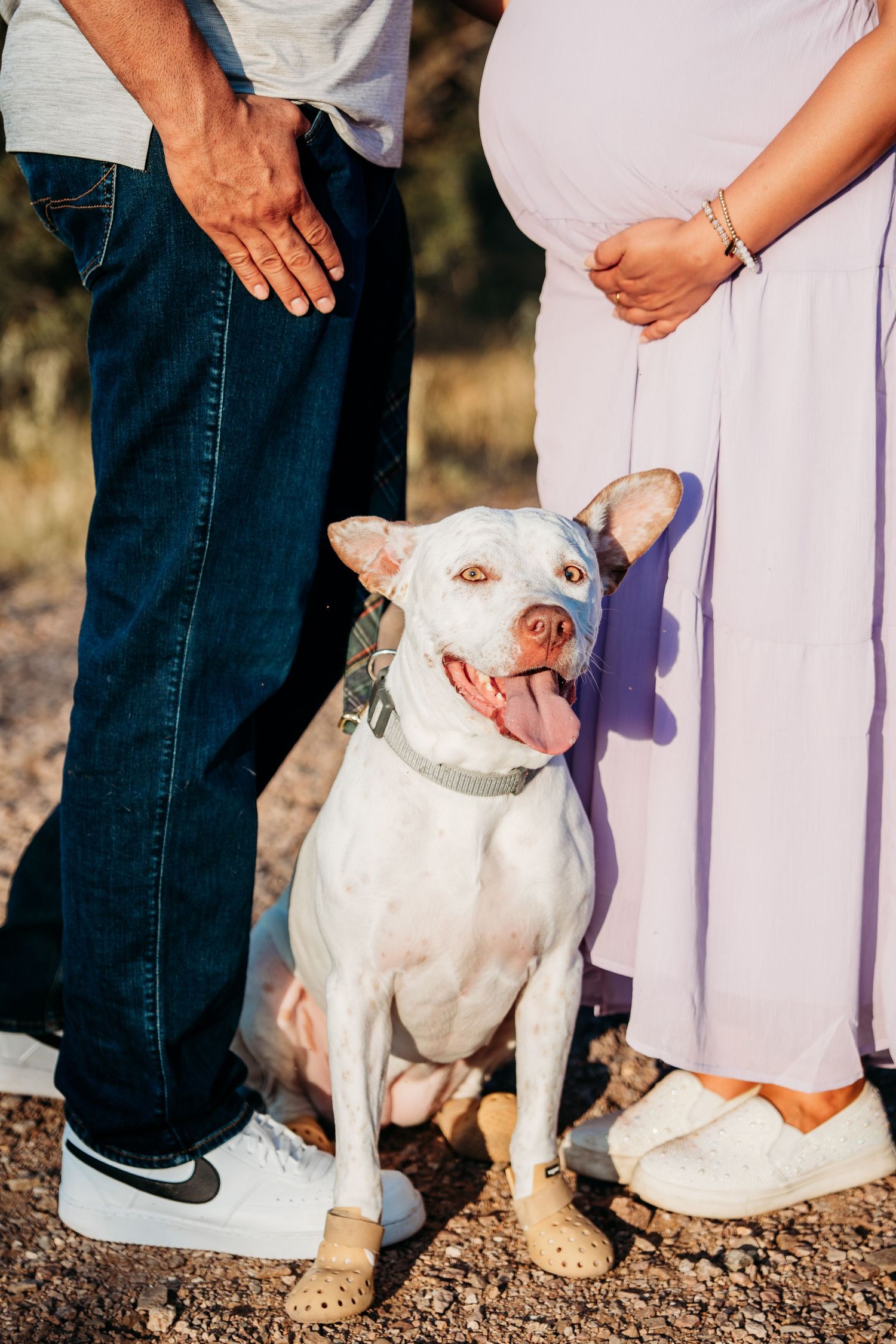 White pit bull sitting between couple's legs on gravel path.