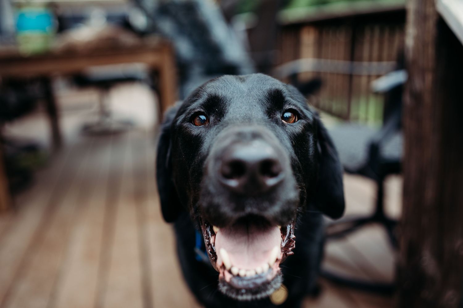 Cheerful black Labrador dog looking up at camera on a wooden outdoor deck.