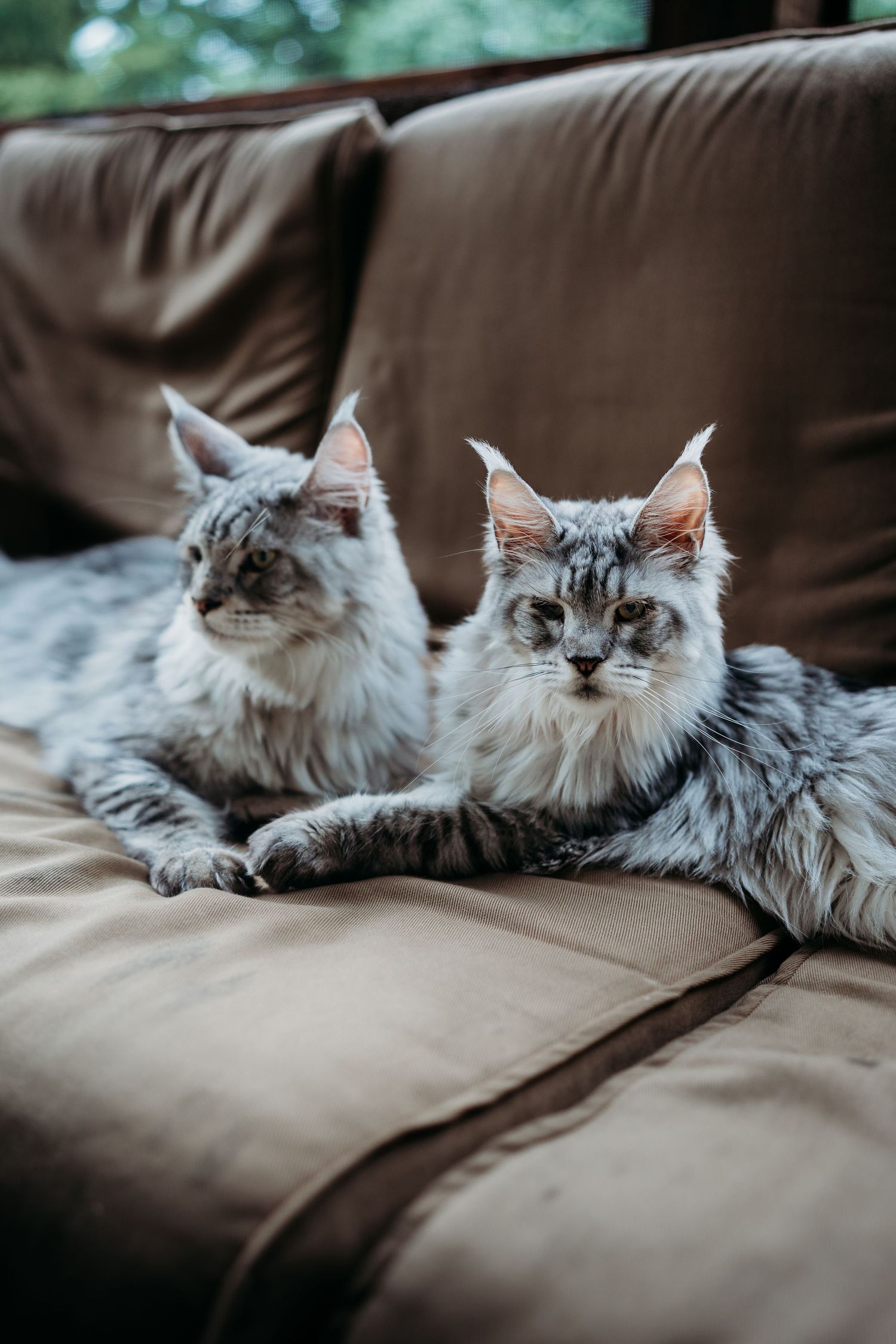 Two majestic silver tabby Maine Coon cats relaxing on a tan couch indoors.