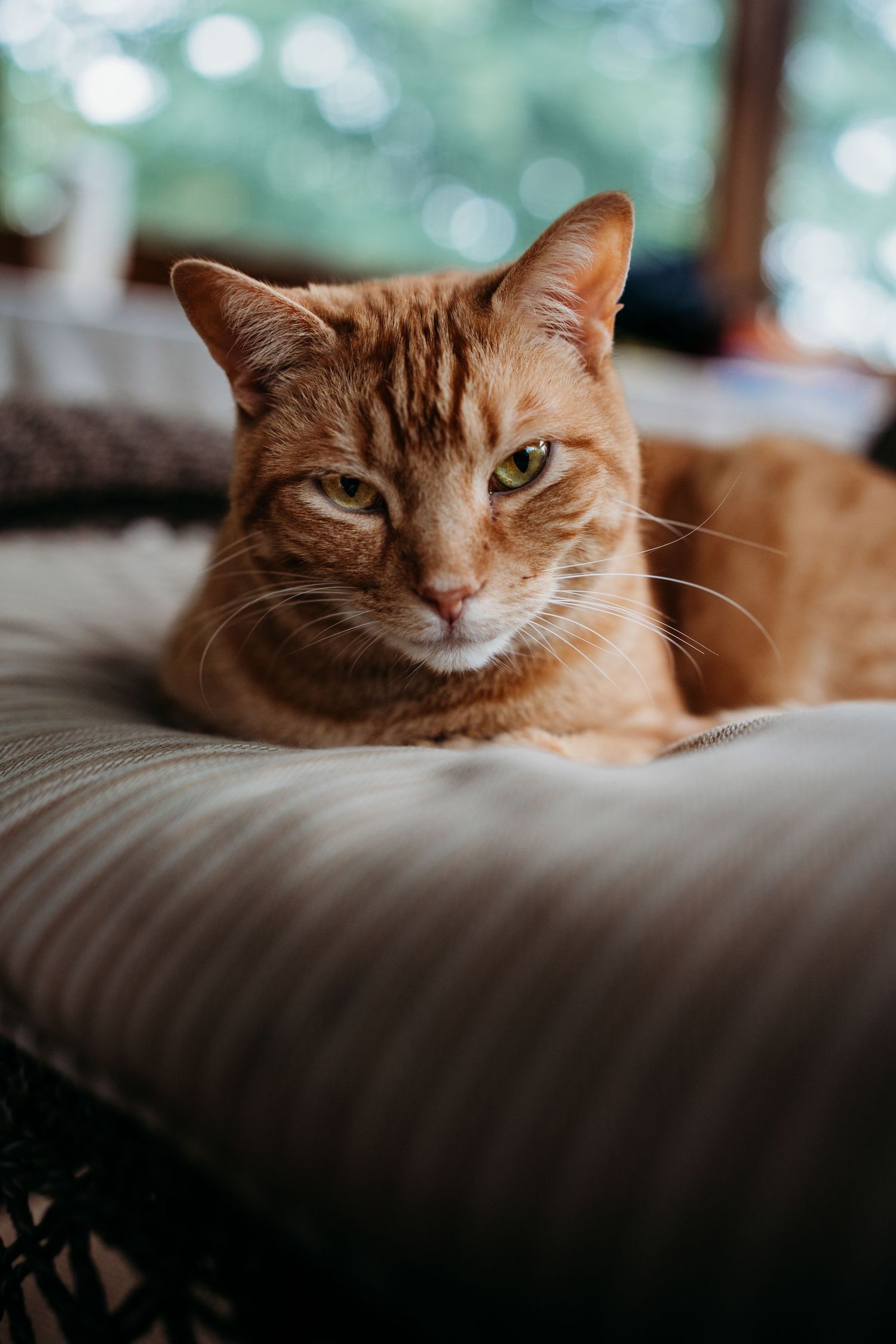 Ginger tabby cat resting on a striped cushion indoors, looking at camera with calm expression.