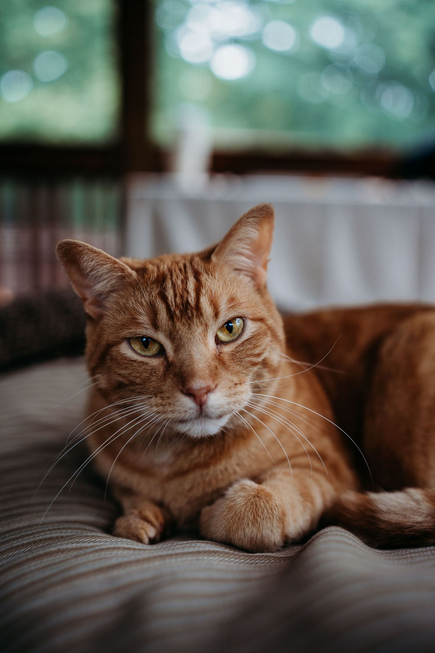 Orange tabby cat with green eyes lying on a cushion, gazing at camera in soft natural light.