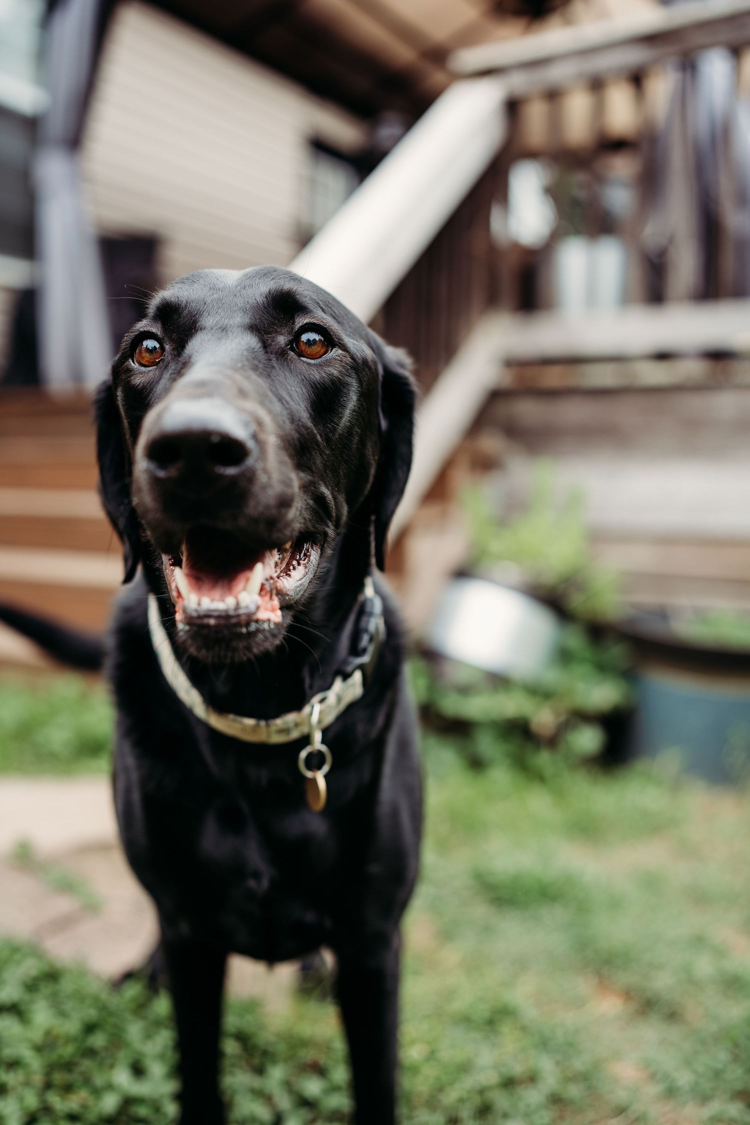 Black Labrador Retriever wearing a collar with ID tag smiling in front of a wooden deck.