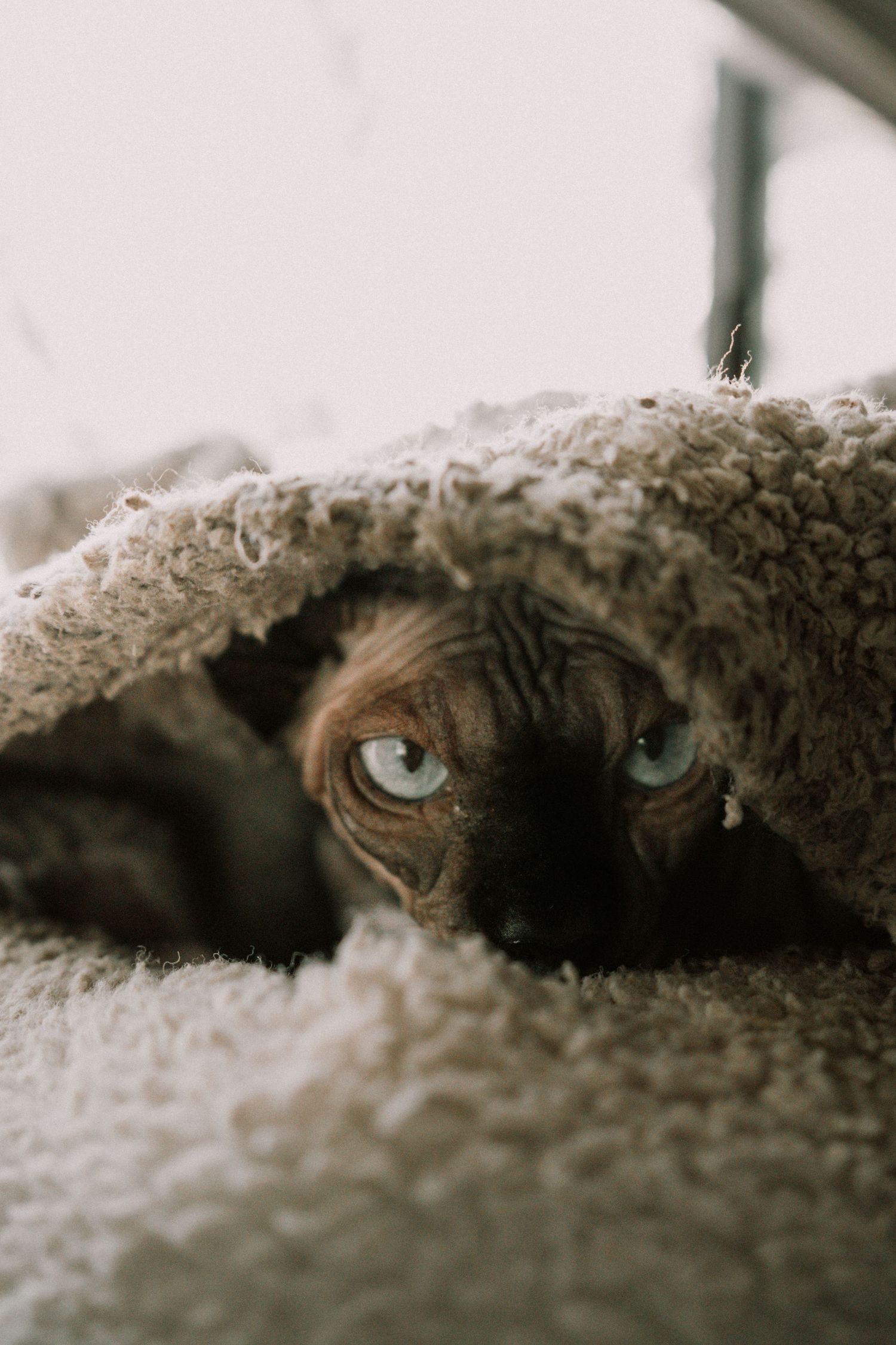 A Sphynx cat with blue eyes peeks out from beneath a cozy sherpa blanket.