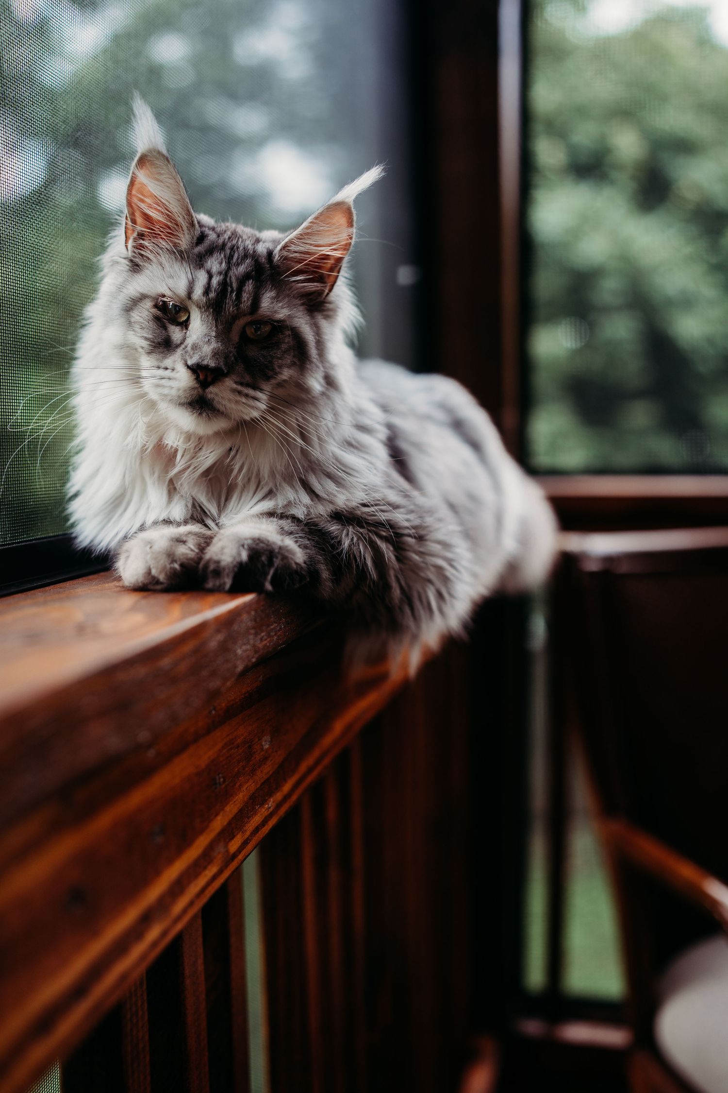 Majestic silver Maine Coon cat lying on a wooden railing with a green garden visible in background.