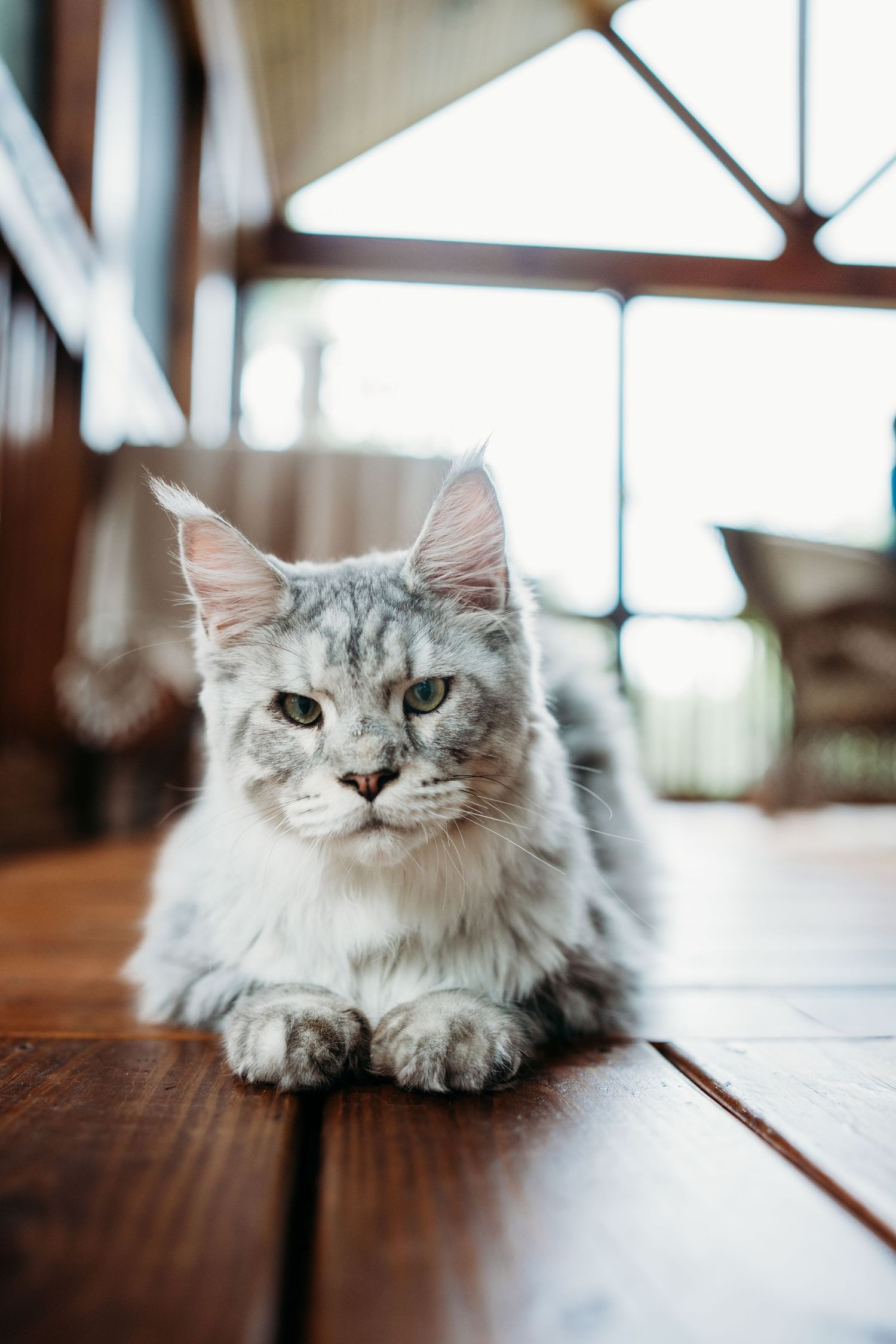 Fluffy silver tabby cat resting in loaf position on a polished wooden floor indoors.