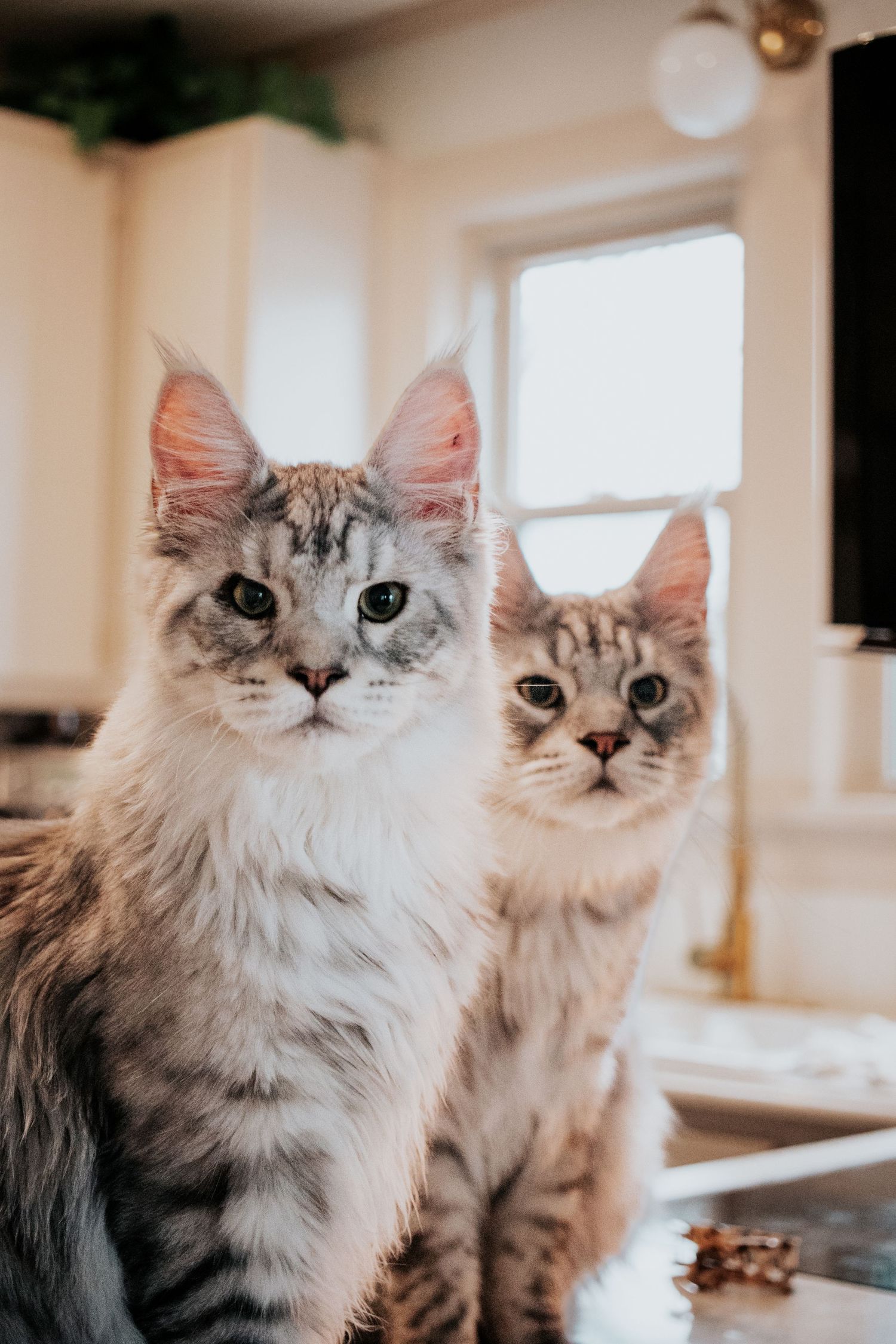 Two fluffy Maine Coon kittens with silver tabby markings sit together on a kitchen counter.