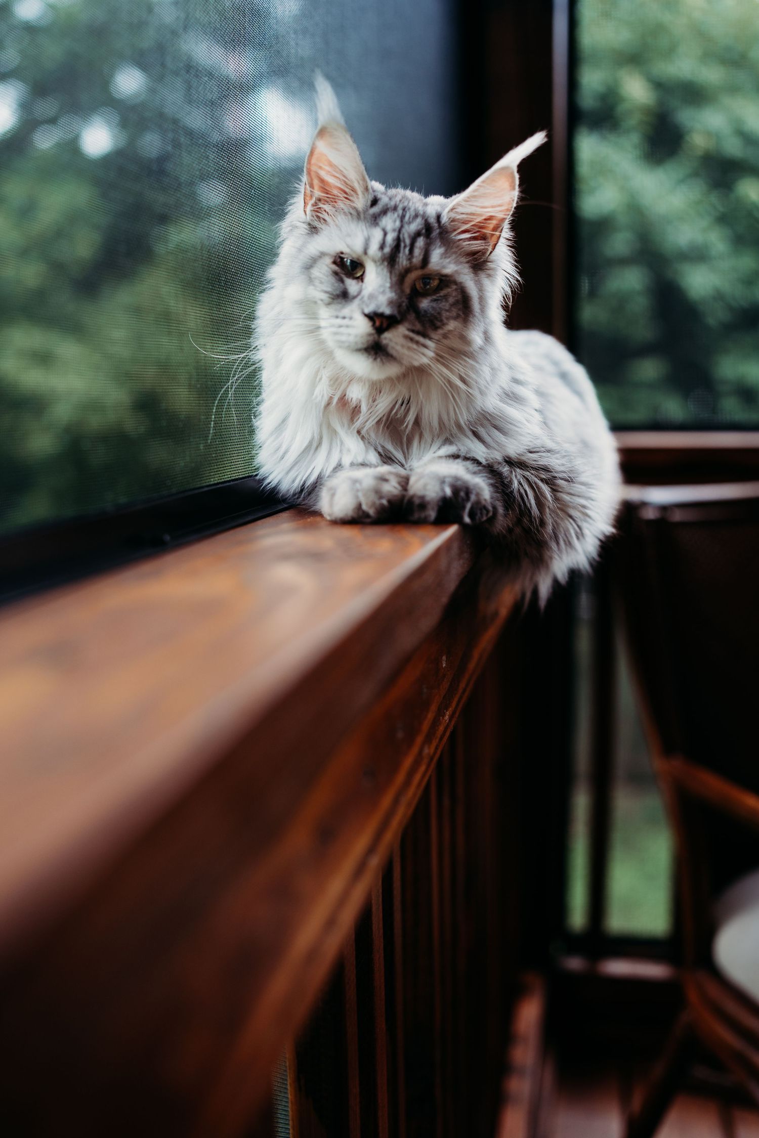 A silver tabby Maine Coon cat perches gracefully on a wooden railing near a screened window.