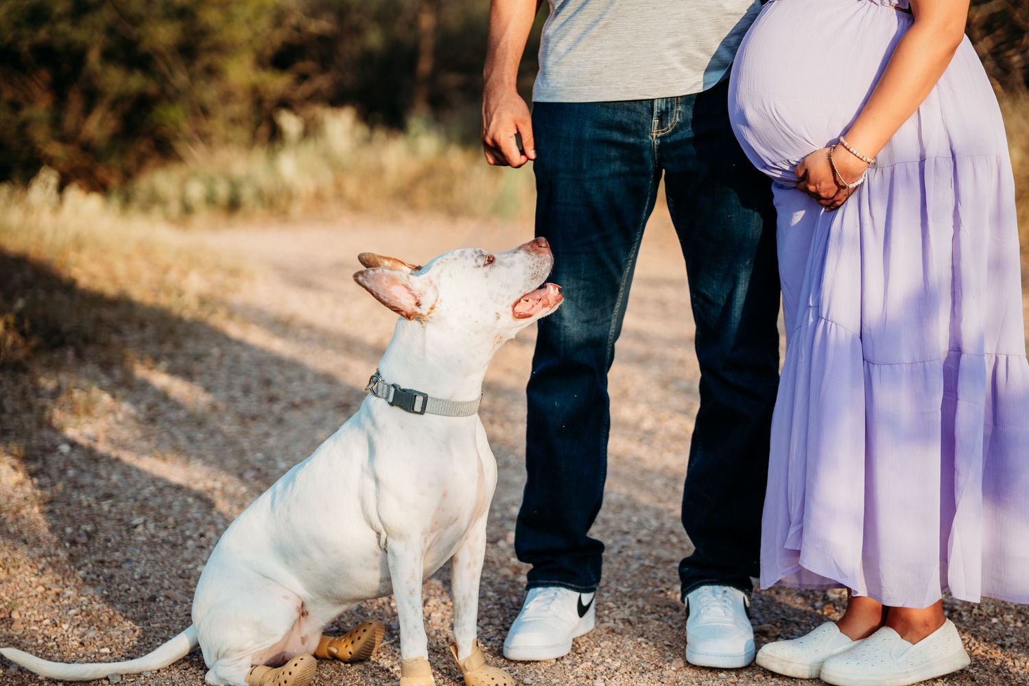 White dog looking up at pregnant couple standing on desert path.