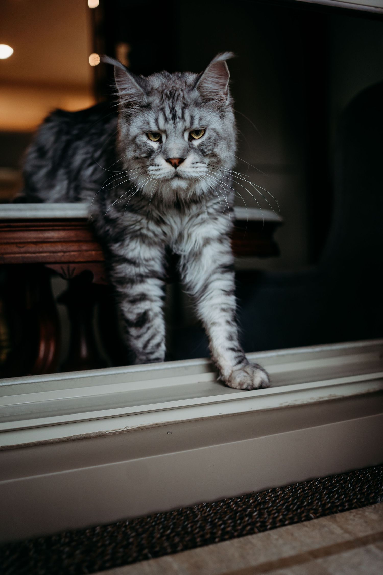 A silver tabby Maine Coon cat perches on a white window sill, gazing intensely at the camera.