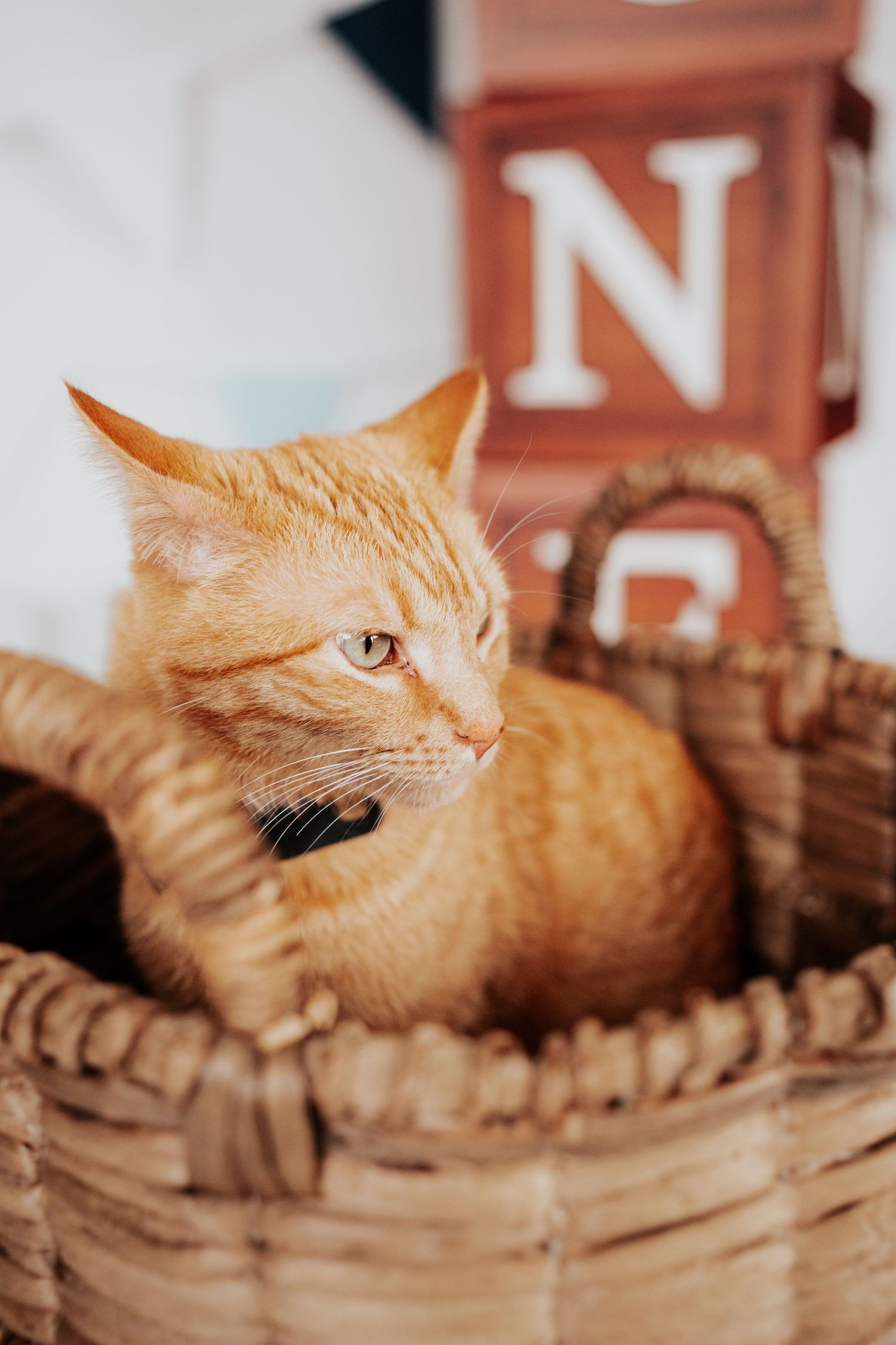 Orange tabby cat with black collar sitting alert inside a large wicker basket with wooden letter blocks behind.
