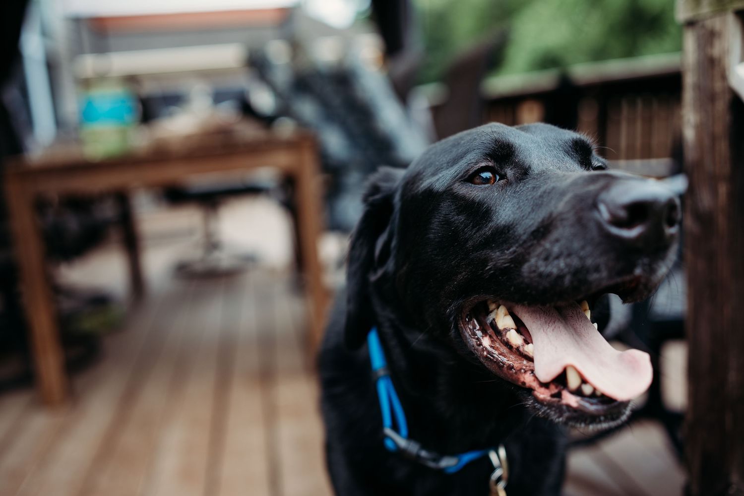 Black Labrador dog with blue collar smiling on a wooden deck with furniture in background.