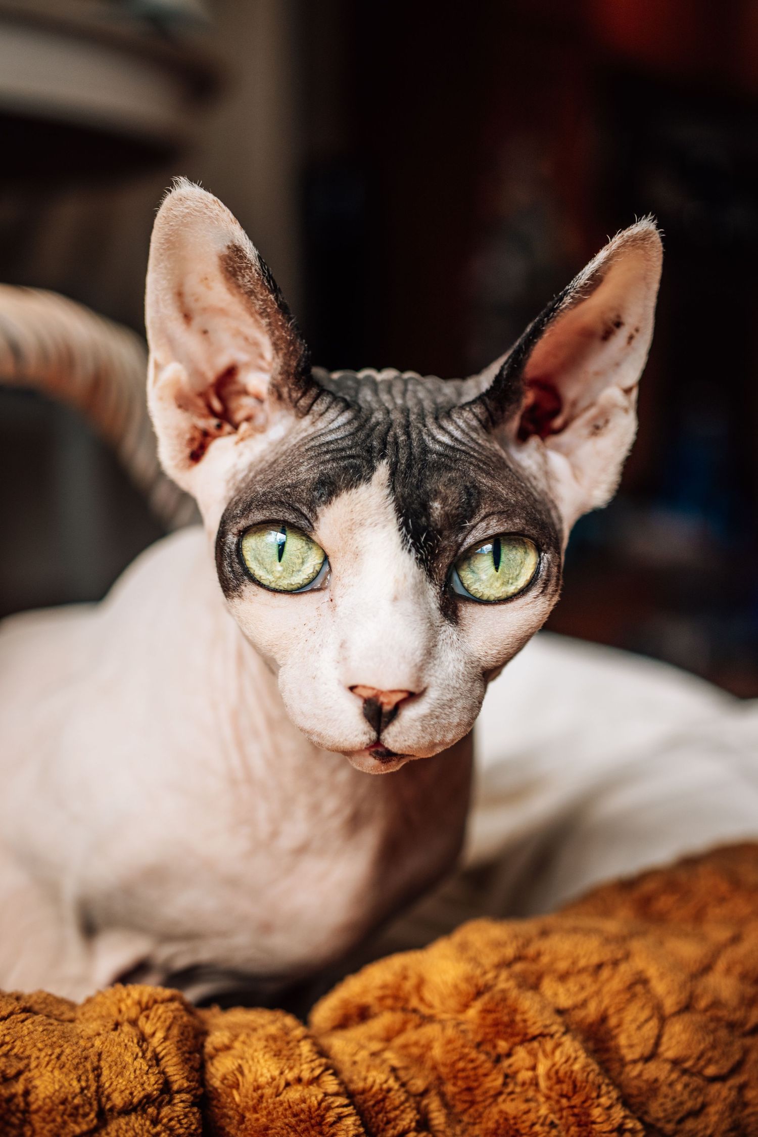 A Sphynx cat with bold green eyes and black markings rests on an orange blanket.