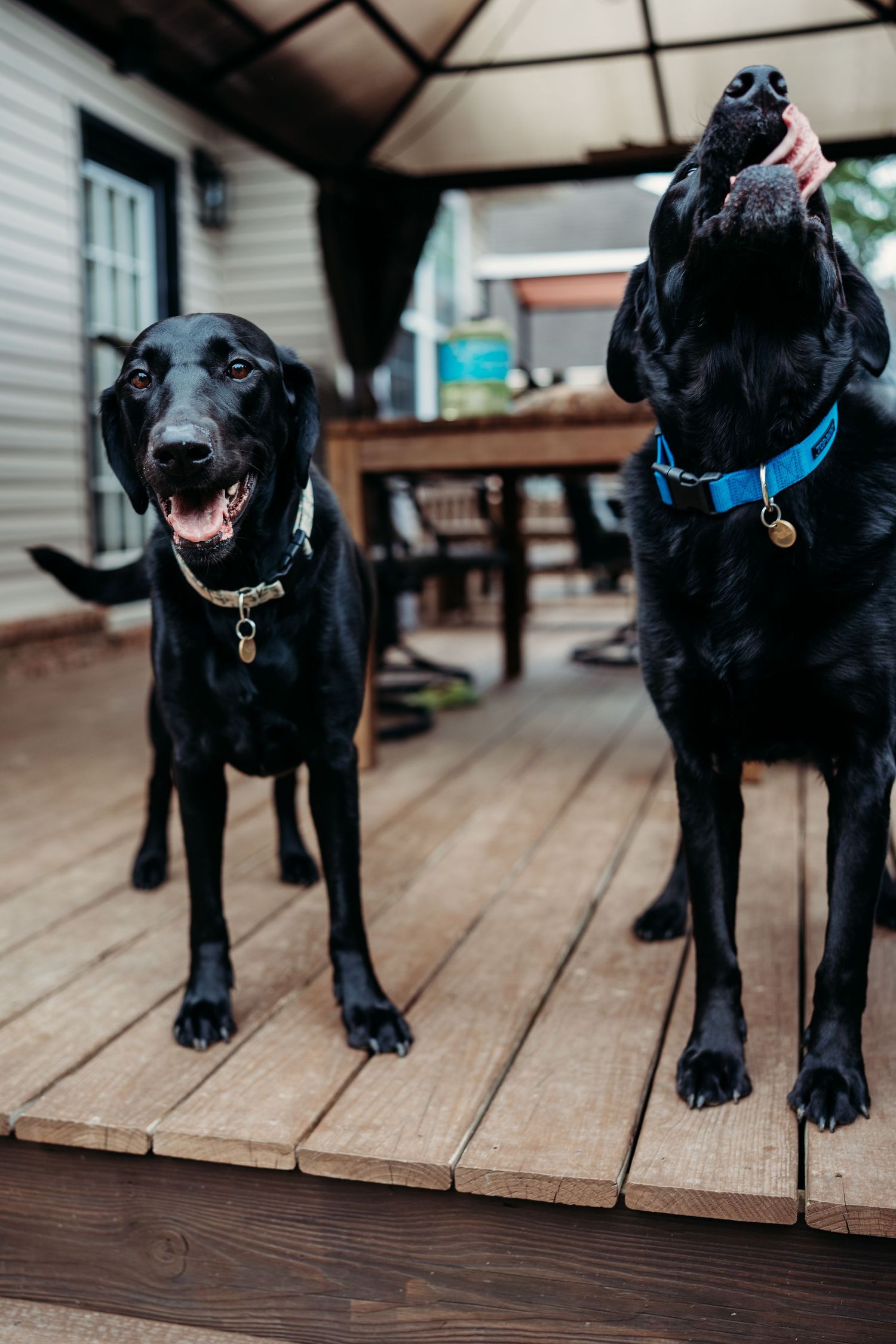 Two black Labradors on a wooden deck, one facing camera and one with head raised wearing a blue collar.