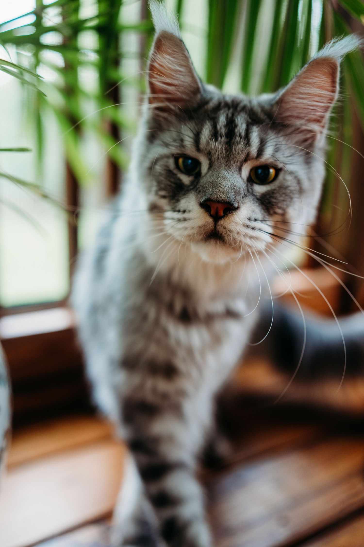 Close-up of a silver tabby cat with amber eyes standing on wooden floor near a palm plant.